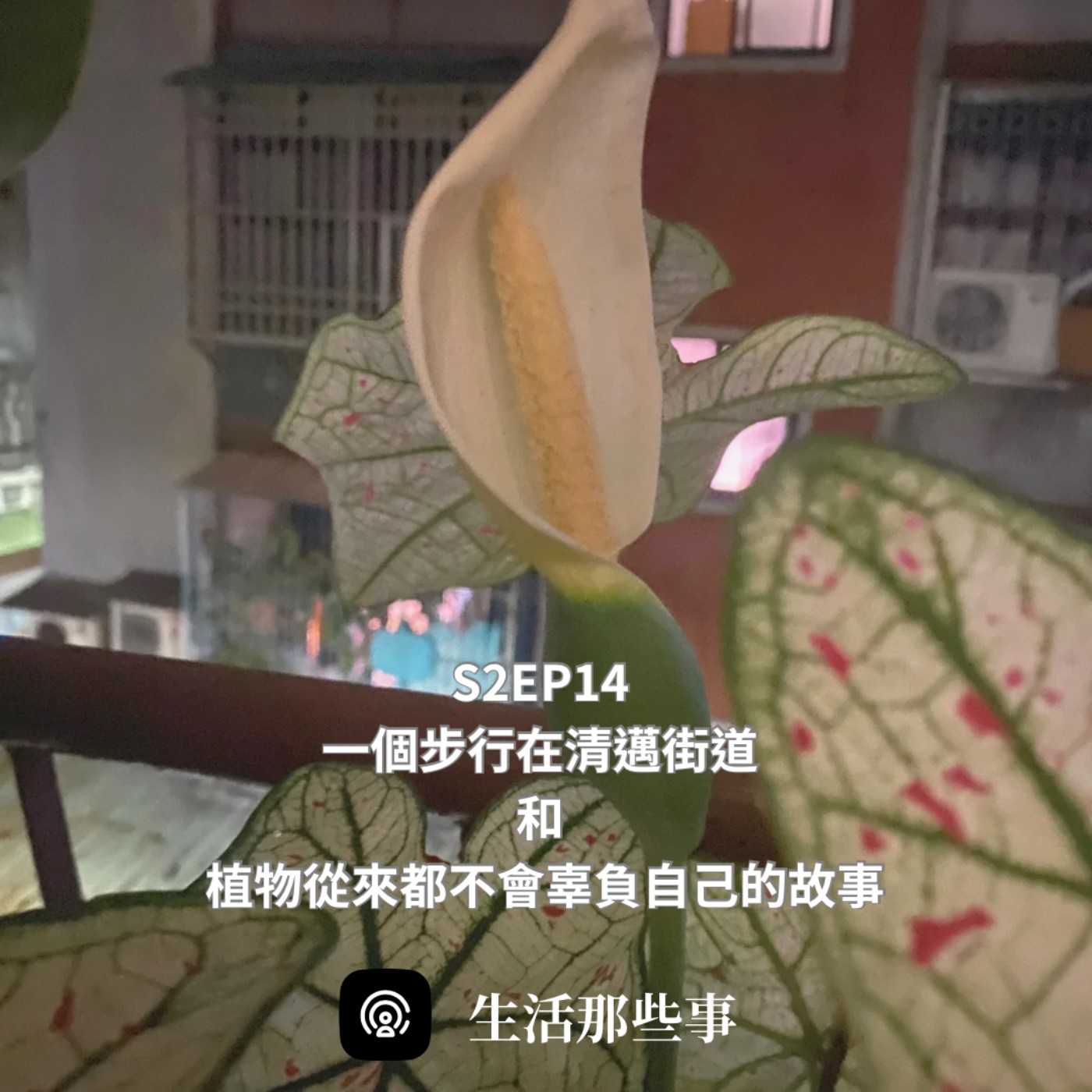 S2EP14 ［旅行］一個步行在清邁街道和植物從來都不會辜負自己的故事。 episode artwork