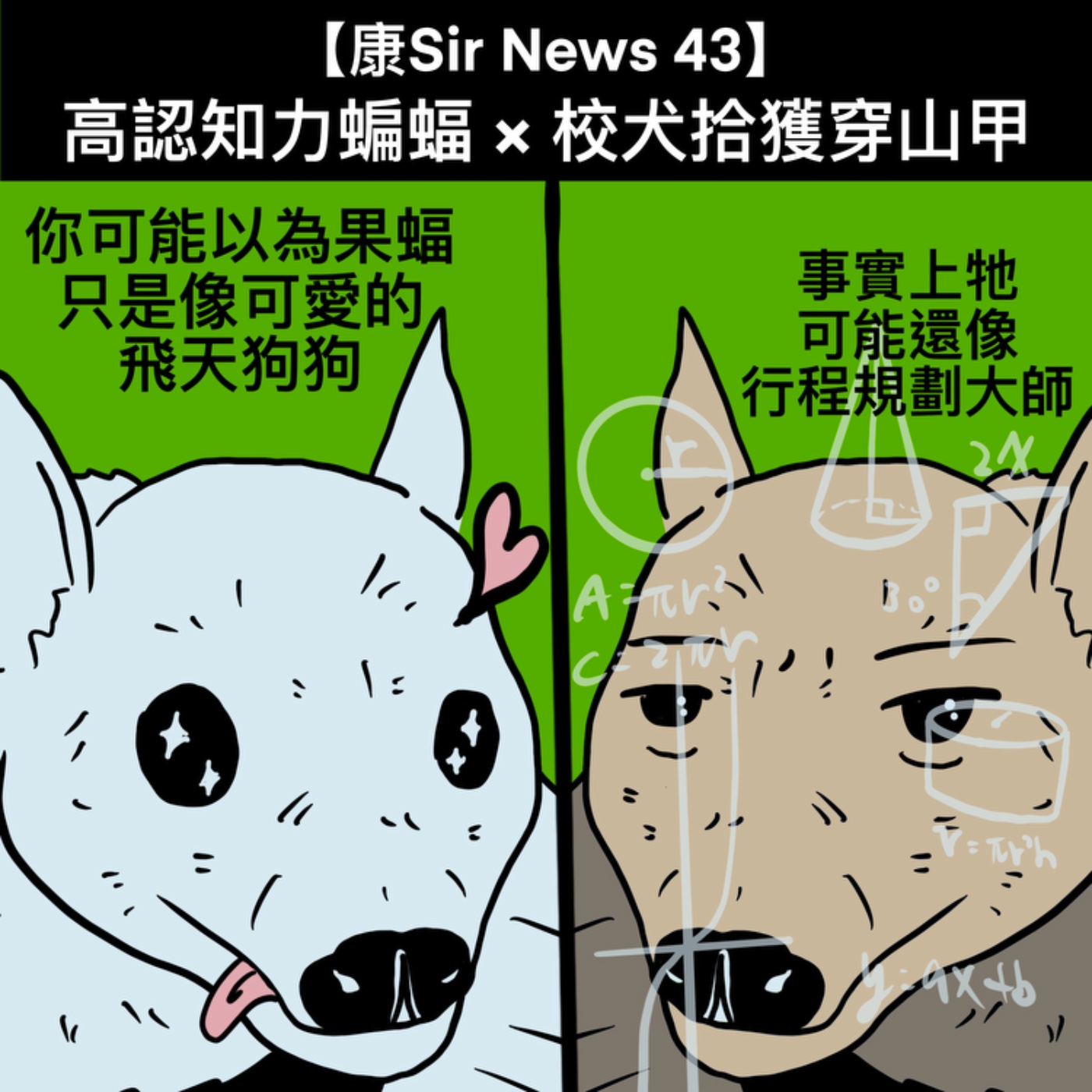 【康Sir News 43】高認知力蝙蝠×校犬拾獲穿山甲 episode artwork