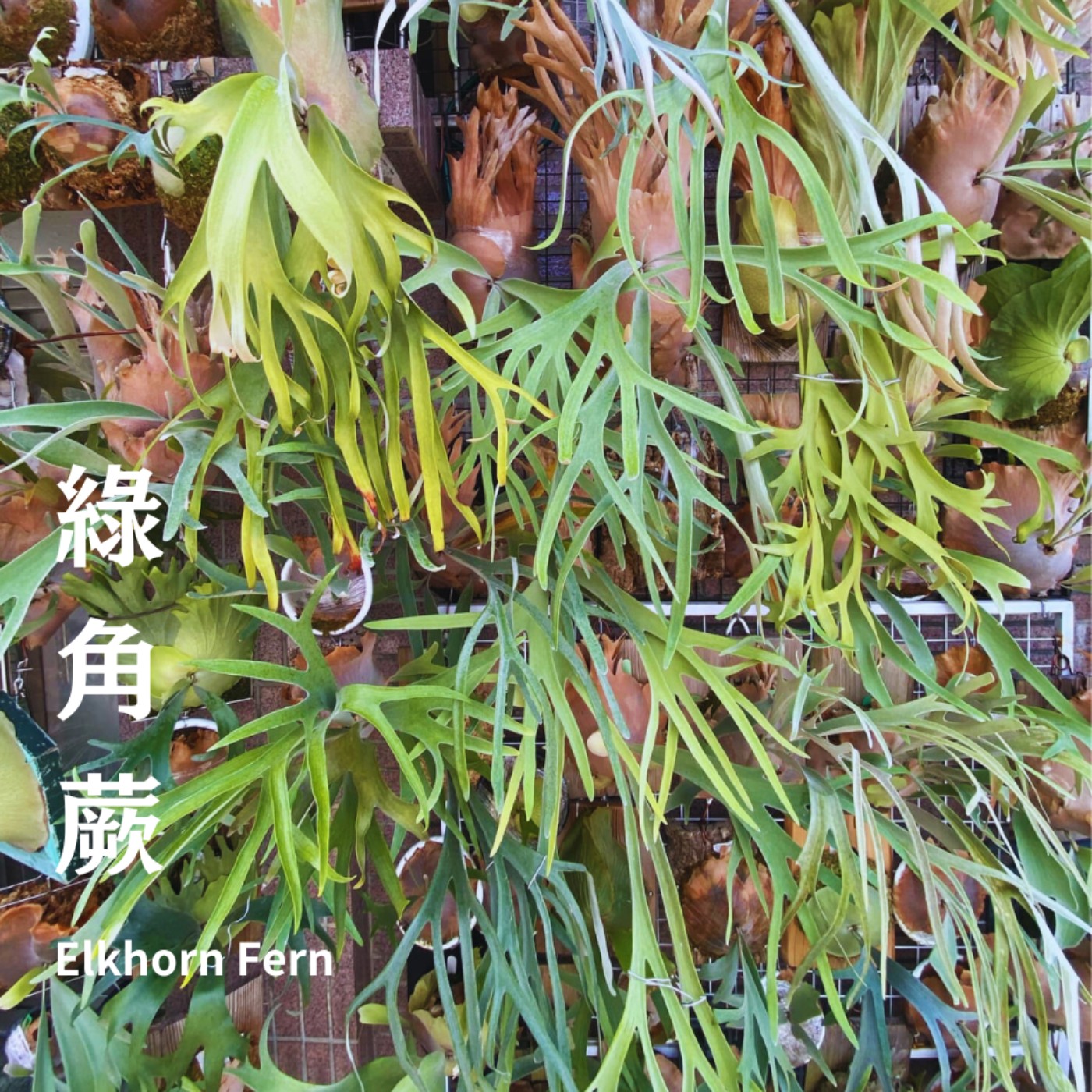E74 鹿角蕨 🌿 🦌 綠色神獸超級夯!有「臉」有「手」不稀奇!一顆要價千萬等級 💚