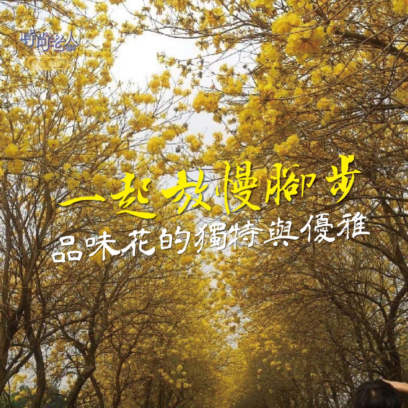 【普普風塵追追追 EP8】放慢腳步，品味花的獨特與優雅！ episode artwork
