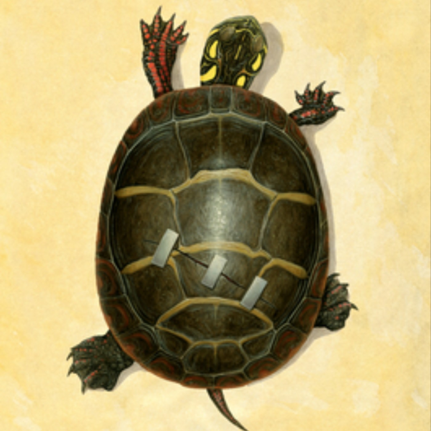 Download Of Time and Turtles: Mending the World, Shell by Shattered Shell by Sy Montgomery Full Page