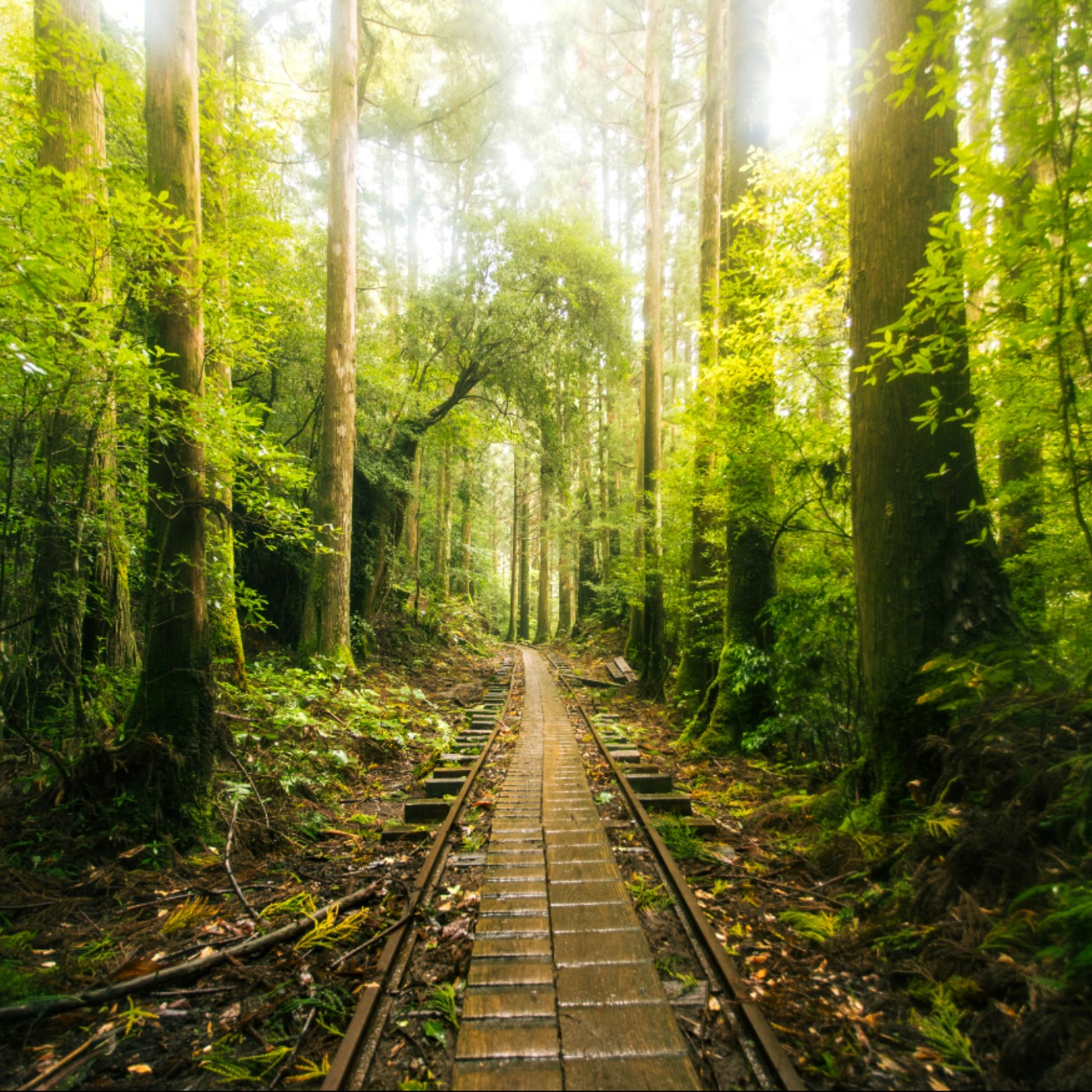 第326回｜宮崎駿「魔法公主」的呼喚！深度探訪「屋久島」的冒險之旅 feat. 蓋瑞哥