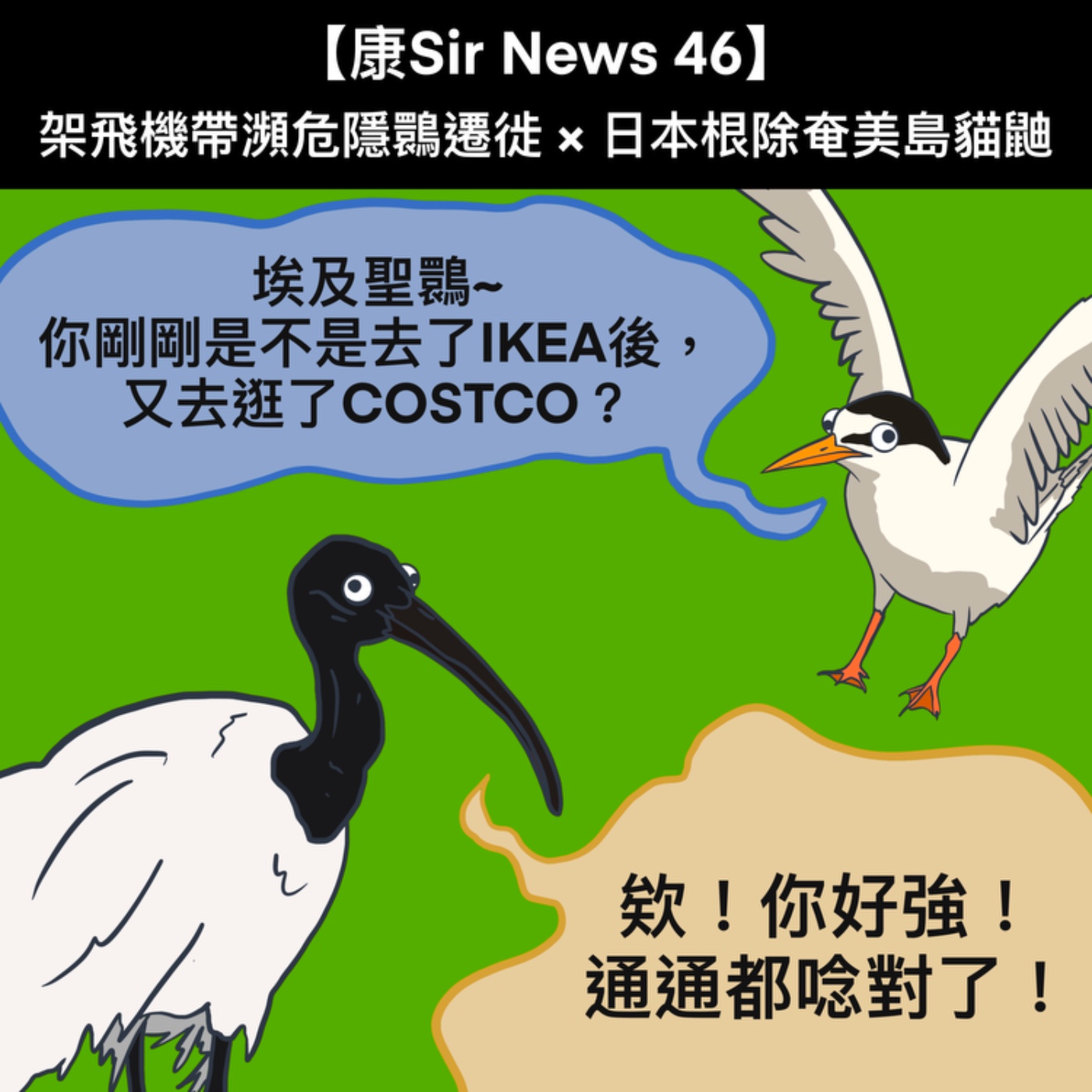 【康Sir News 46】駕飛機帶瀕危隱䴉遷徙×日本根除奄美島貓鼬 episode artwork