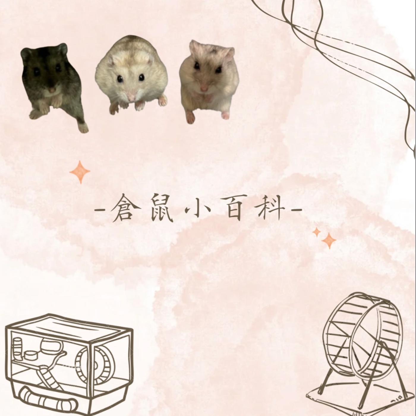 倉鼠小百科