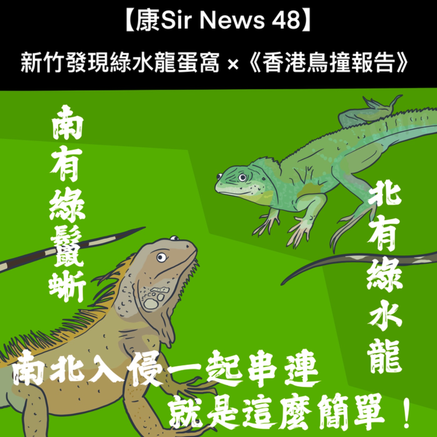 【康Sir News 48】新竹發現綠水龍蛋窩×《香港鳥撞報告》 episode artwork