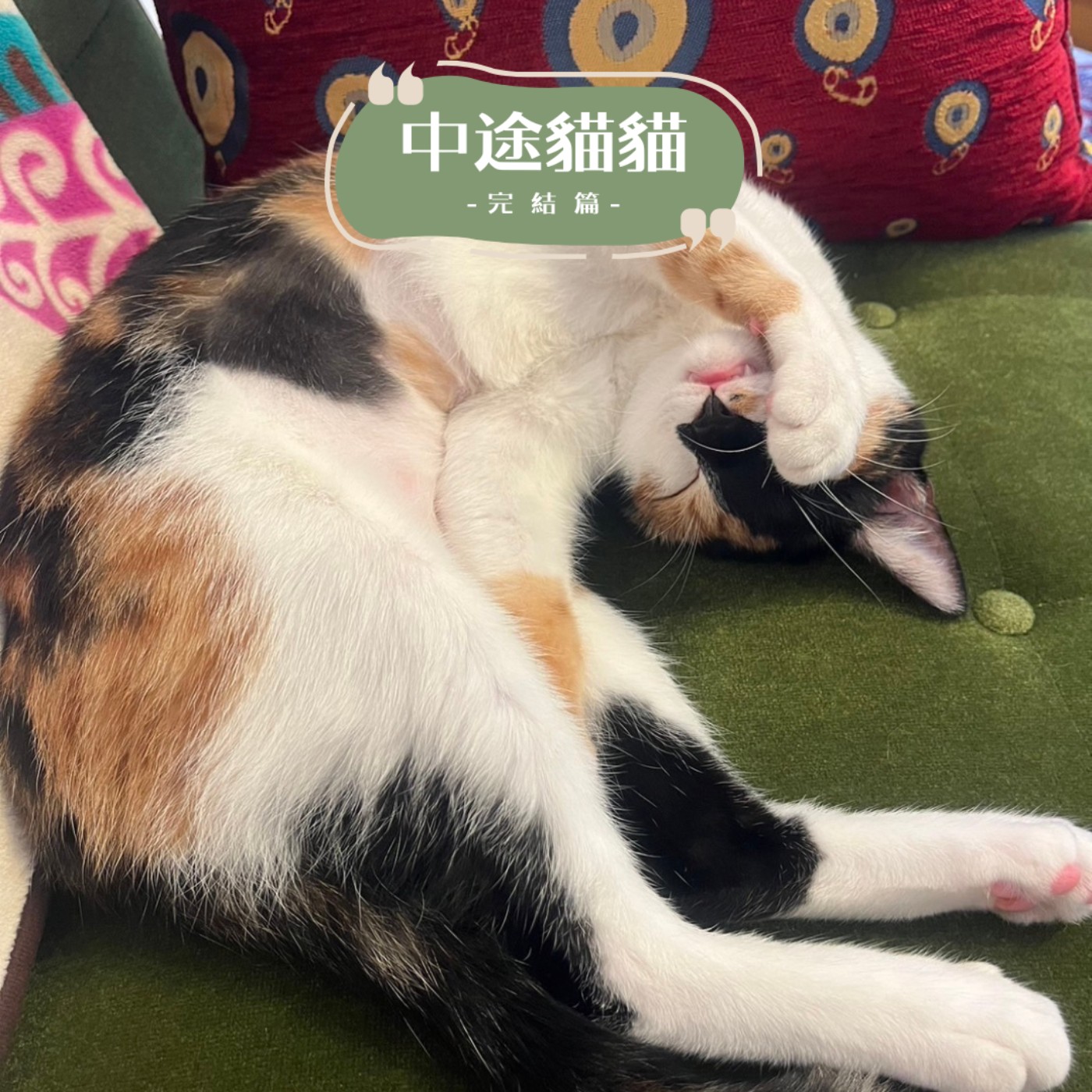 E79 貓咪中途完結篇 🎉 🐱 兩隻小貓貓最終去處❓新手養貓三大心法分享❤️ 廣播金鐘今晚鎖定！