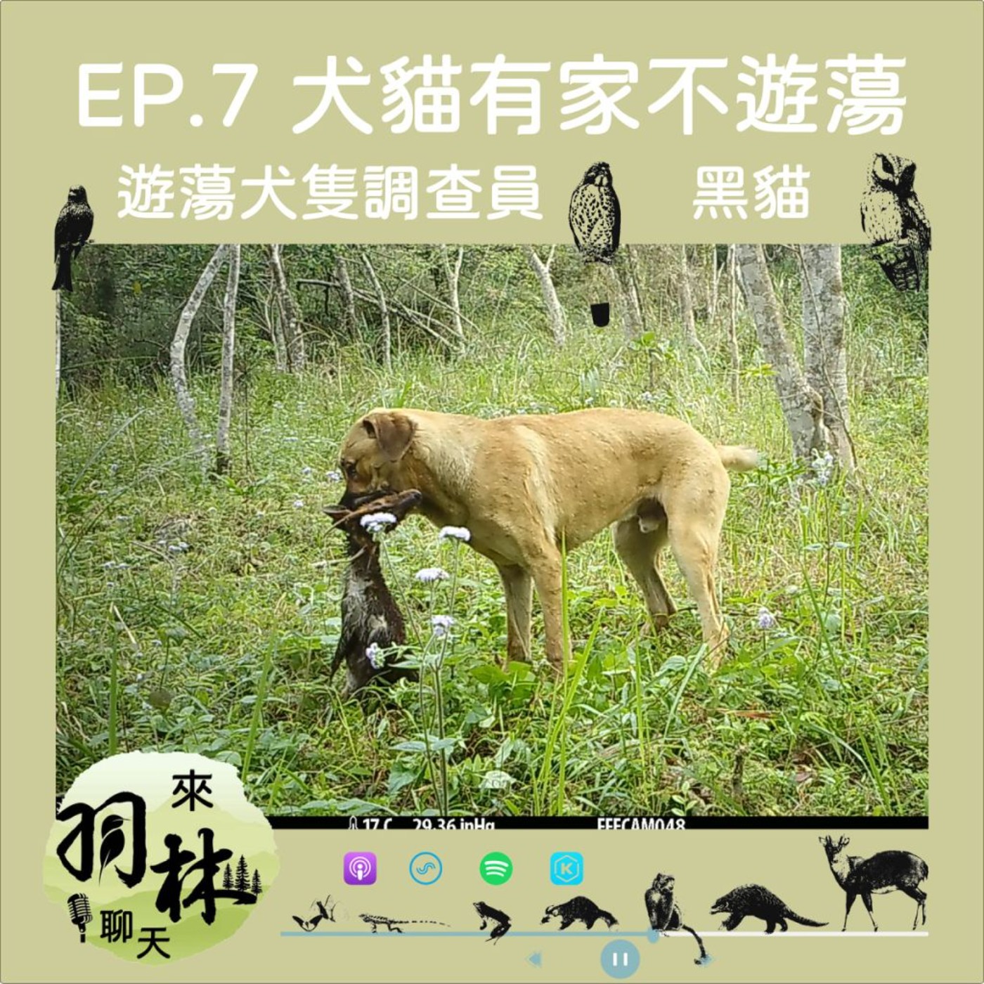 來羽林聊天 EP.7 最會生的山羌滅團了？/好死不如賴活著？/犬貓有家不遊蕩 ft. 黑貓 遊蕩犬隻調查員 episode artwork