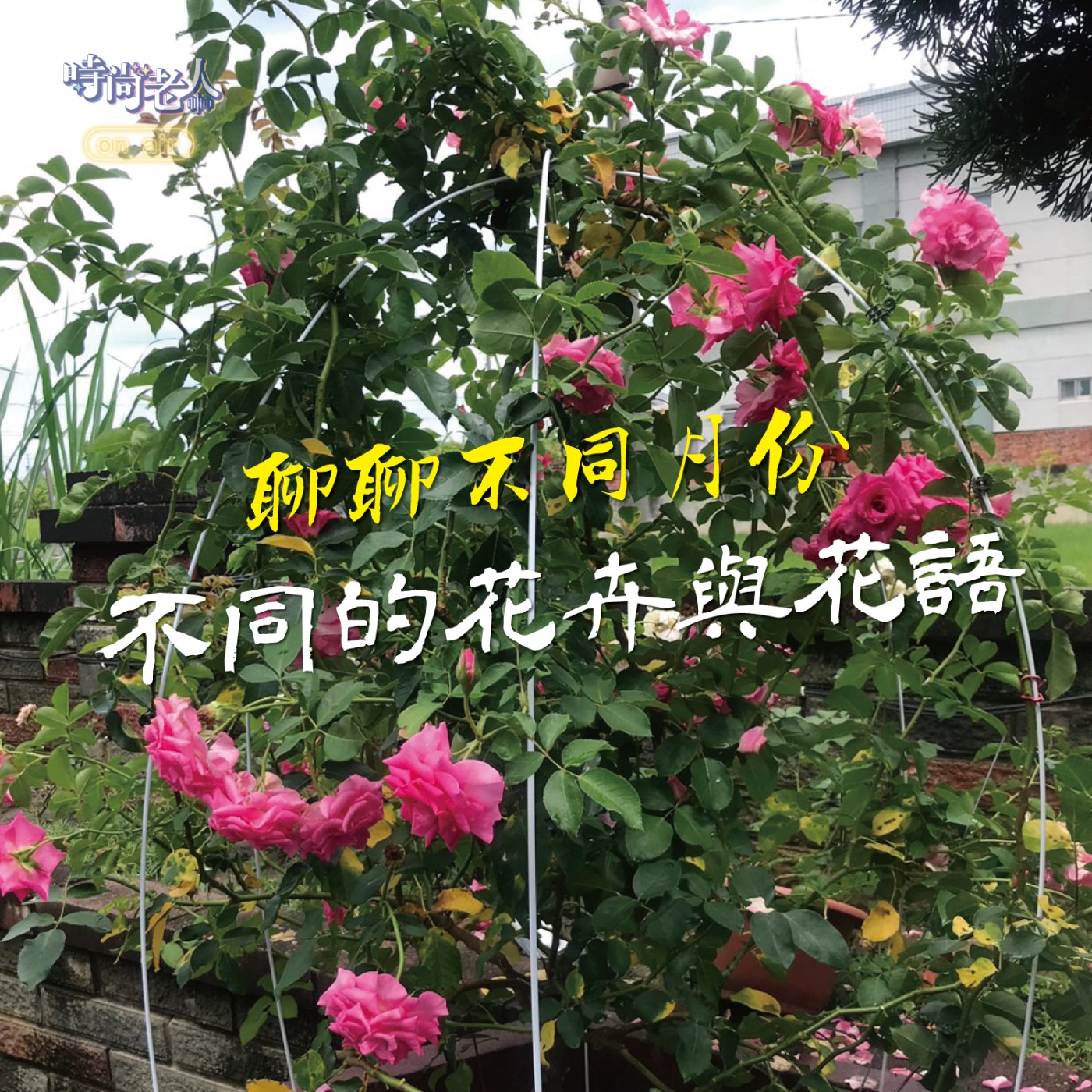 【後青春來開講 EP8】什麼！原來每個月份有不同的花卉與花語 episode artwork