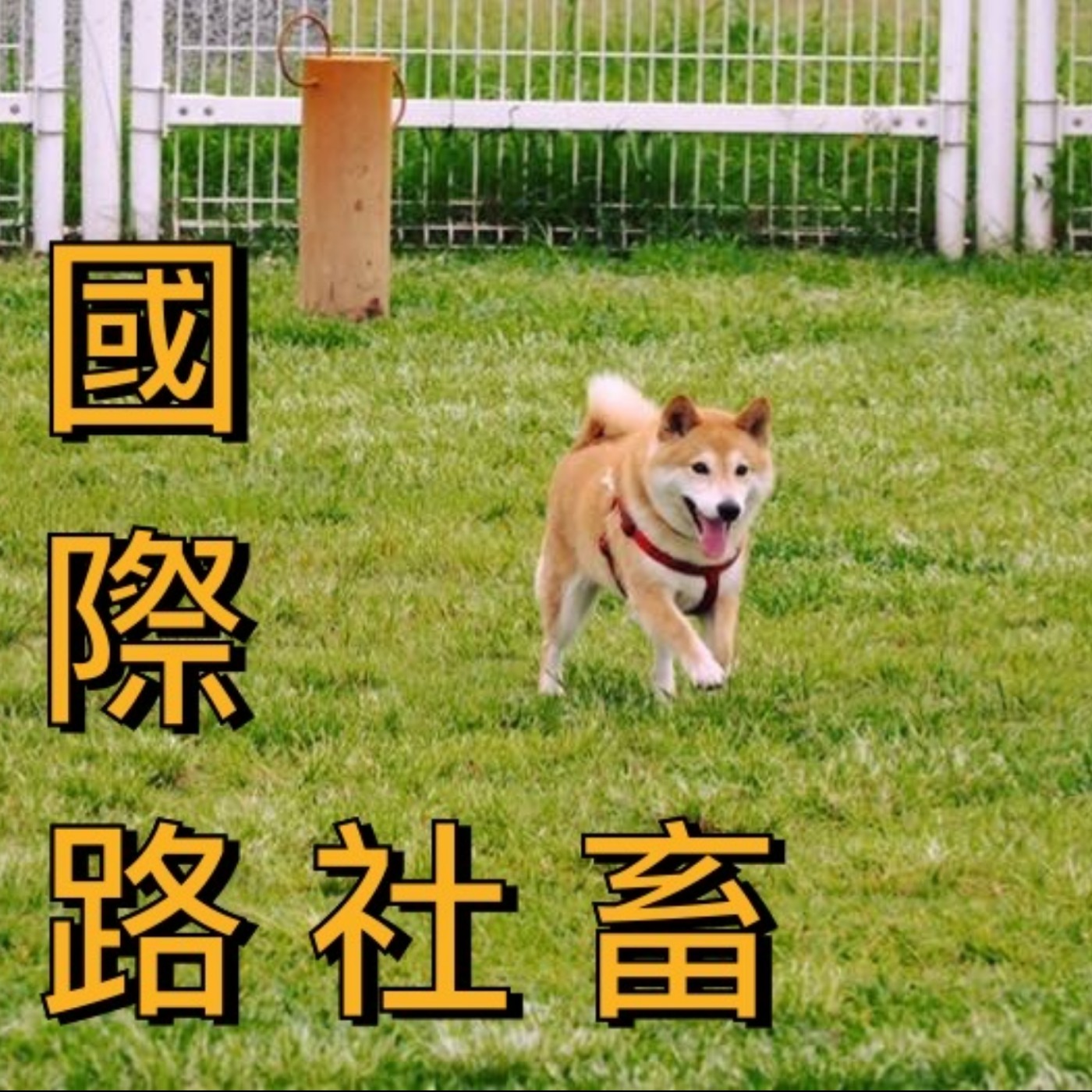 國際路社畜