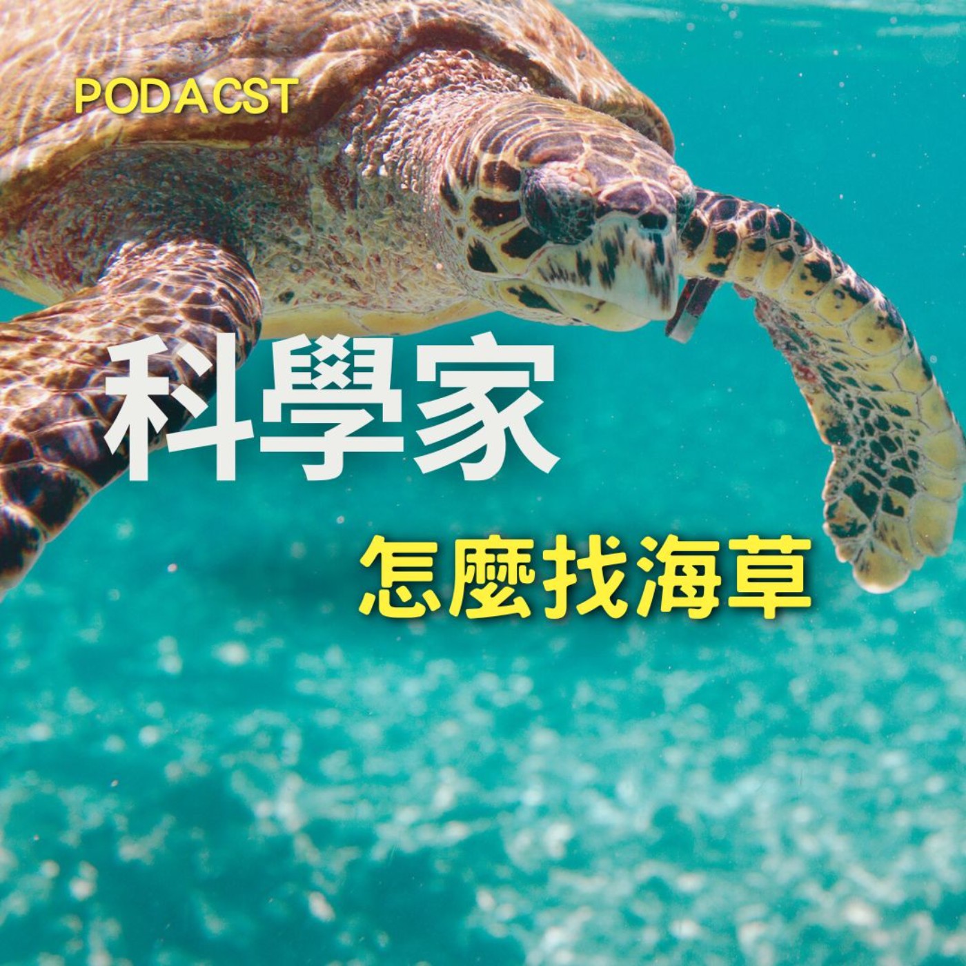 科學家如何找海草 從海底到天空：揭開海草與碳封存的奧秘 episode artwork