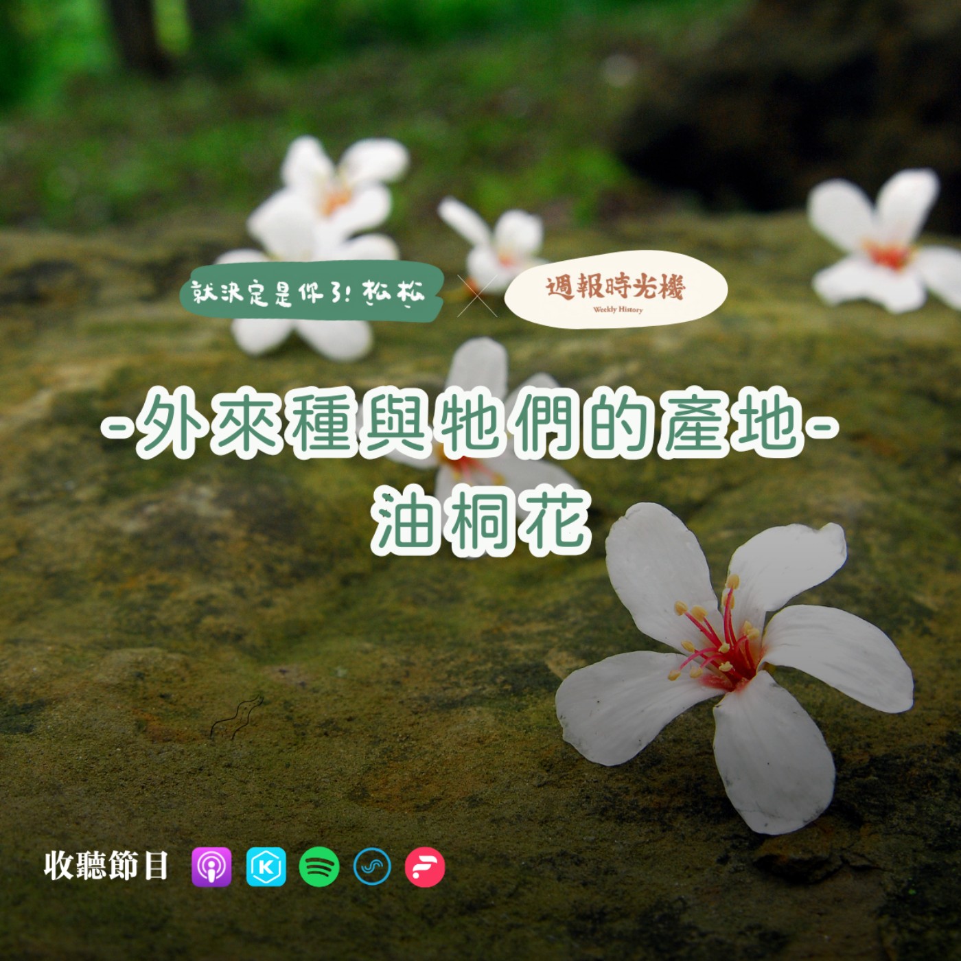 E85 《外來種與牠們的產地》— 客家油桐花 🌸 ft. 週報時光機 (上)