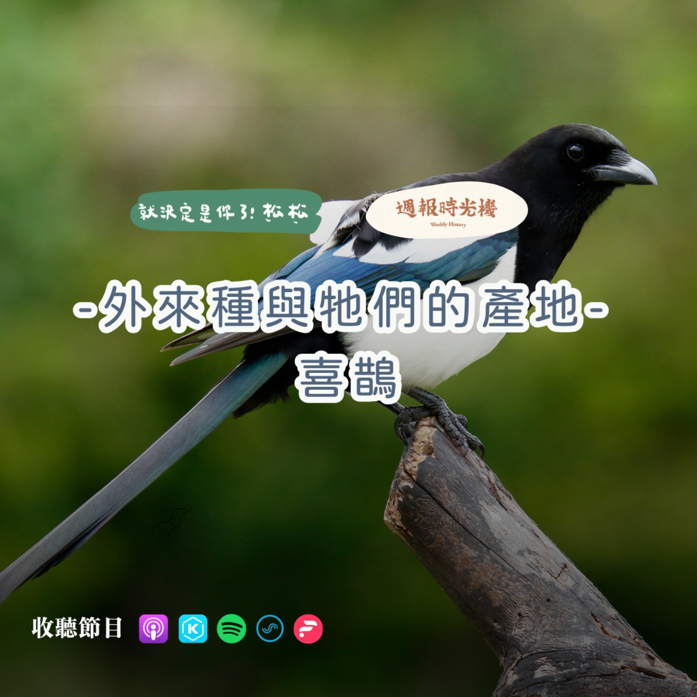 E86 《外來種與牠們的產地》— 喜鵲 🐦  ft. 週報時光機 (下)