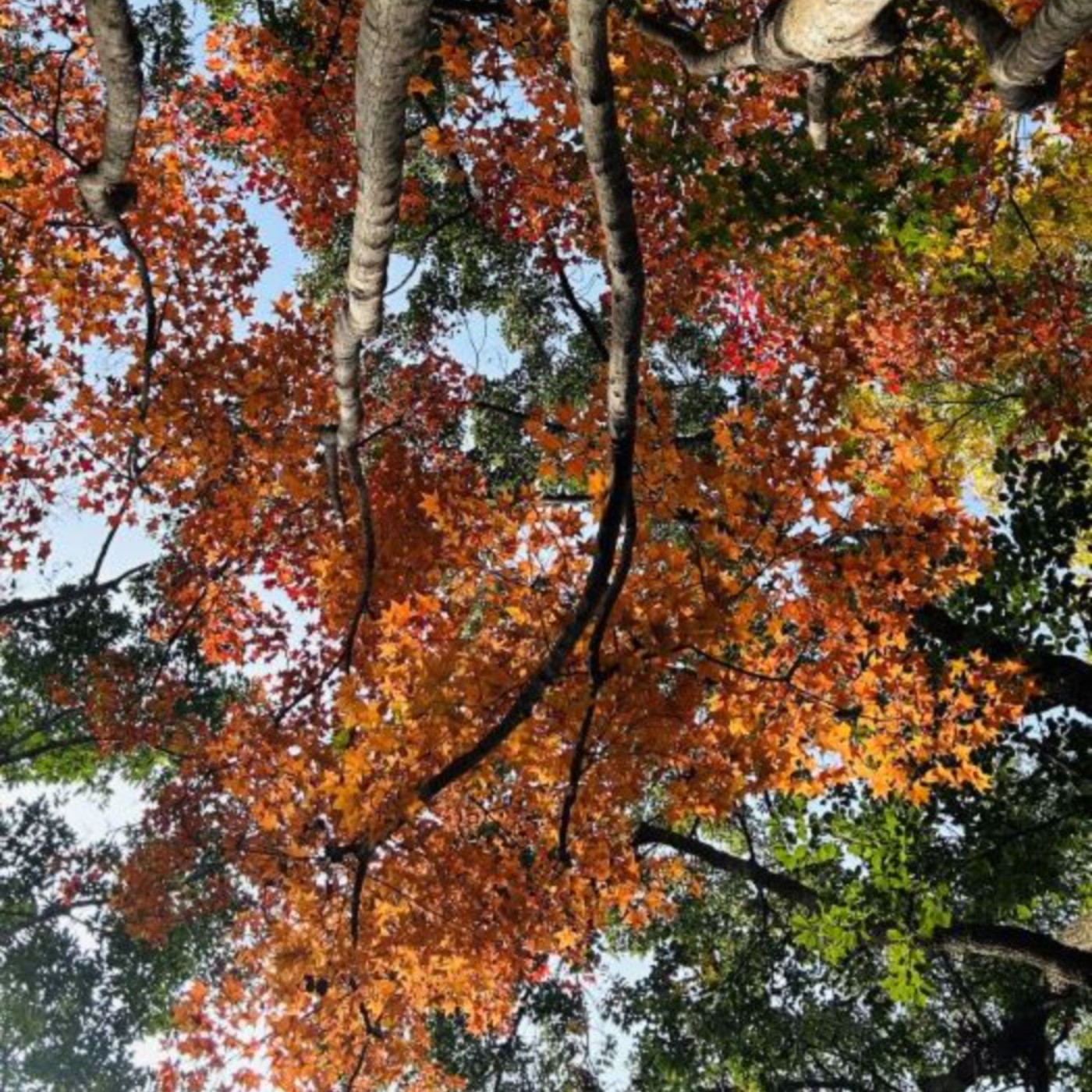 EP177< 生活>秋冬季節限定景致　東勢林場楓紅季節點綴山林紅黃交錯鮮豔色彩 episode artwork