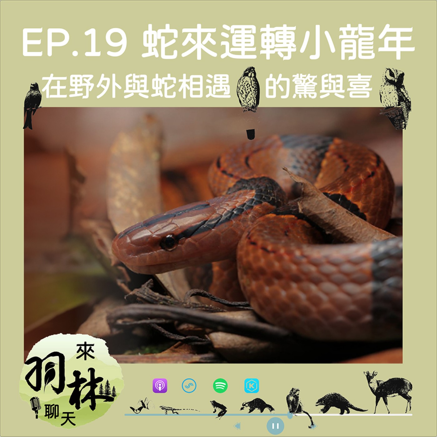 來羽林聊天 EP.19 蛇來運轉小龍年/在野外與蛇相域的驚與喜/被蛇咬了？穿涼鞋出野外活該！  episode artwork