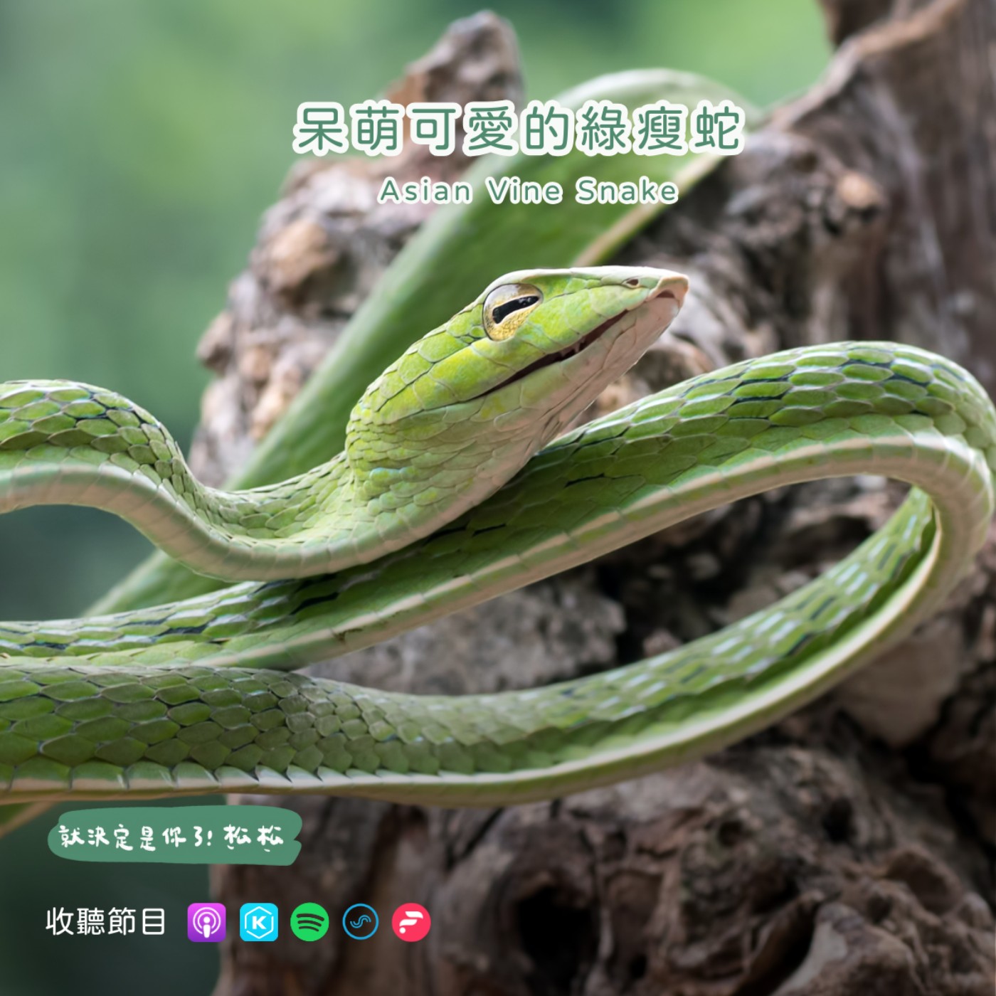 EP88 蛇勾意🐍 蛇年寶可夢大集合！阿伯蛇、君主蛇真實版原型大解析㊗️