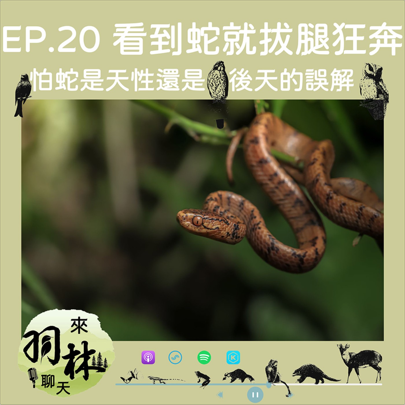 來羽林聊天 EP.20 看到蛇就「拔腿狂奔」/愛蛇往前跑、怕蛇往後跑/蛇在自然界的重要角色 episode artwork