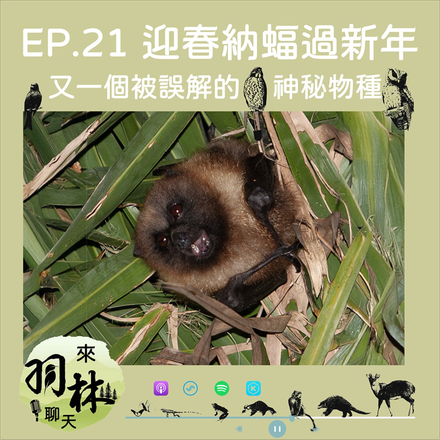 來羽林聊天 EP.21 迎春納「蝠」過新年/蝙蝠在東西方的「人設」差好多！/臺灣居然是蝙蝠的「育嬰中心」ft. 徐昭龍 台北市蝙蝠保育學會研究員 episode artwork