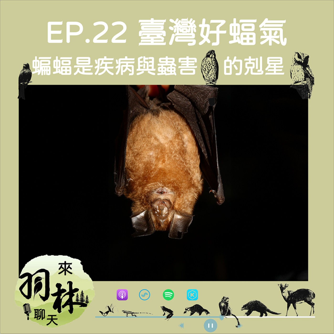 來羽林聊天 EP.22 臺灣好「蝠」氣/蝙蝠研究深入洞穴可怕的不是阿飄是小強/蝙蝠愛八卦又長壽 ft. 徐昭龍 台北市蝙蝠保育學會研究員 episode artwork