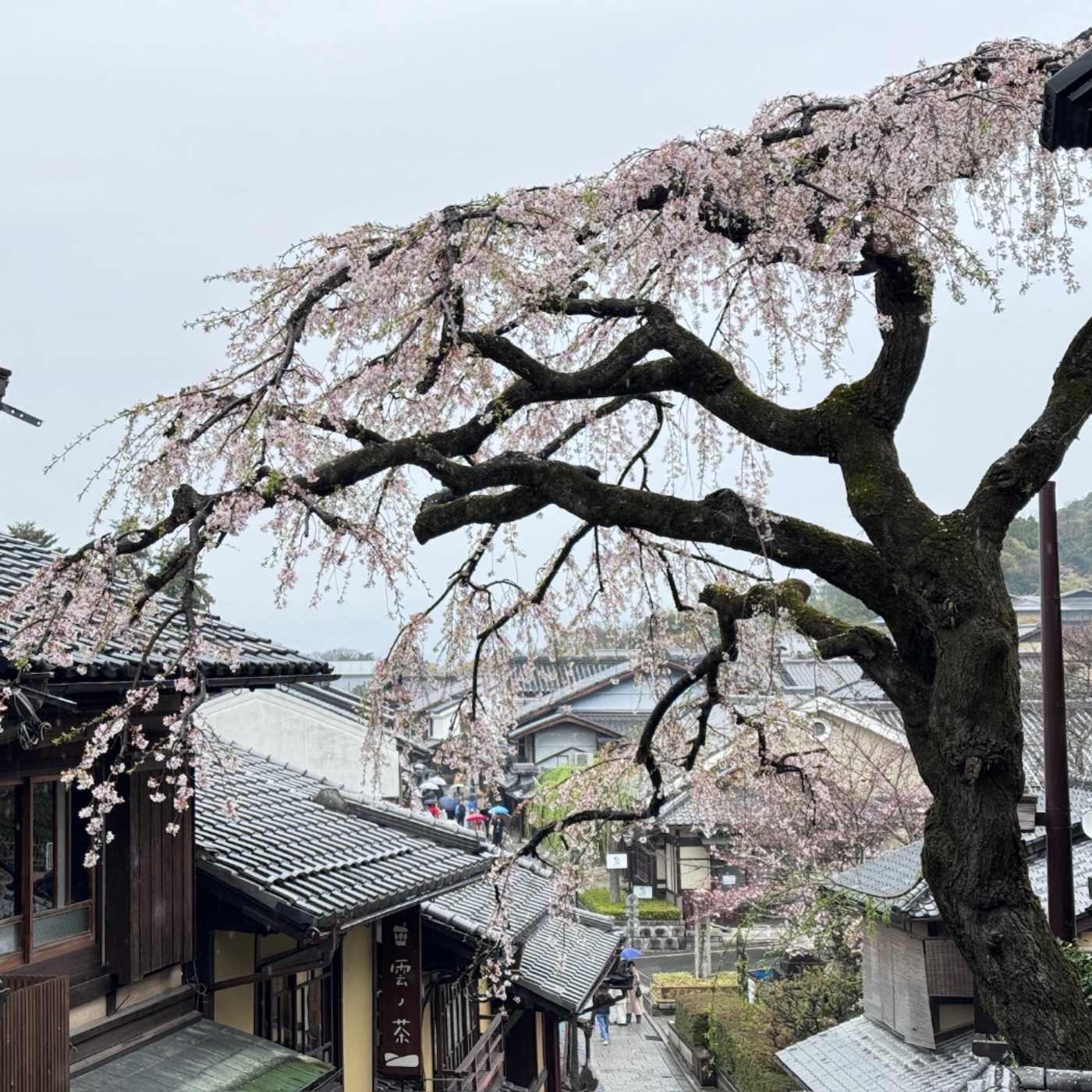 EP12 旅遊系列 與秀玲編劇賞櫻的三月(2024 各式各樣的京都深度旅館分析) episode artwork