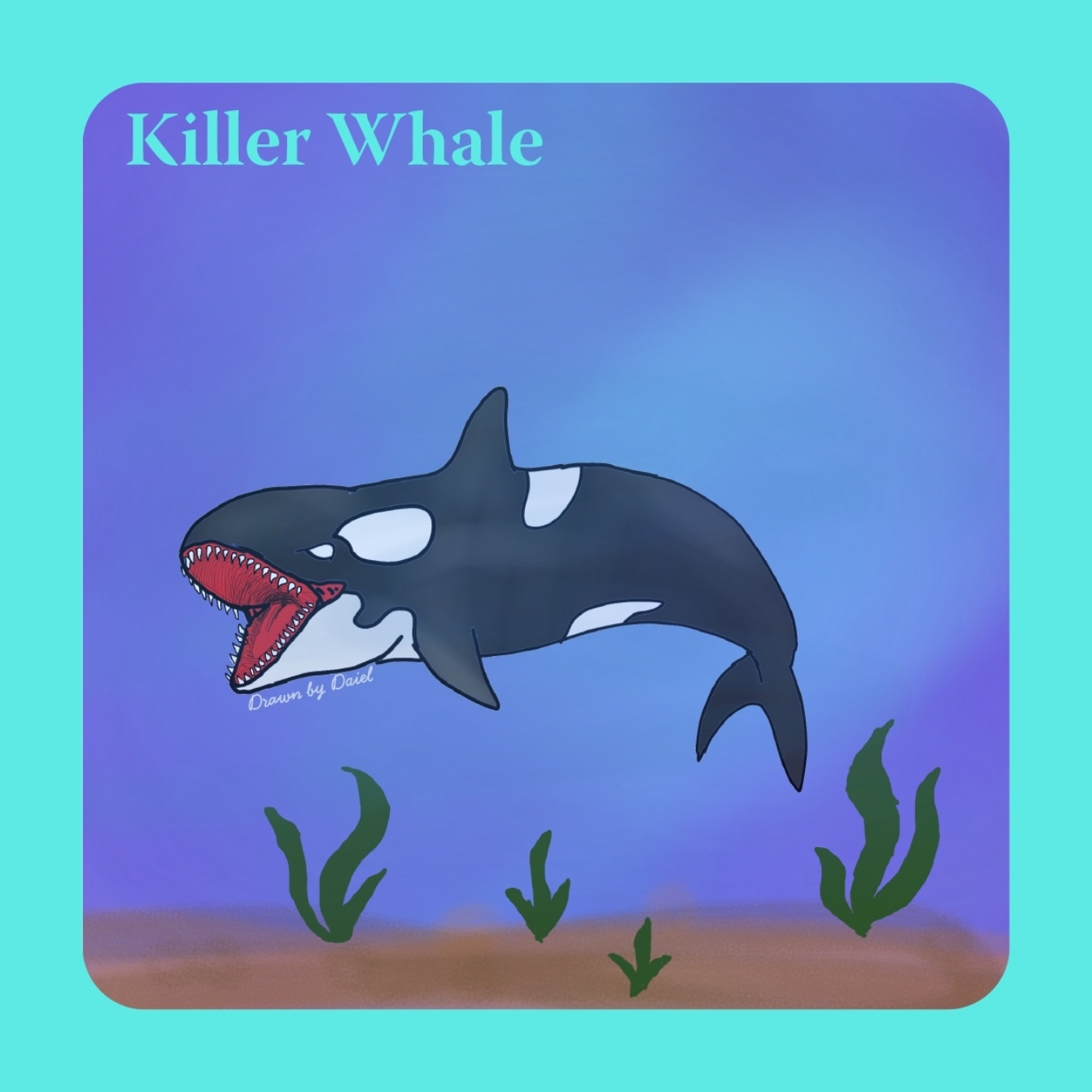 EP56 頂級掠食者虎鯨