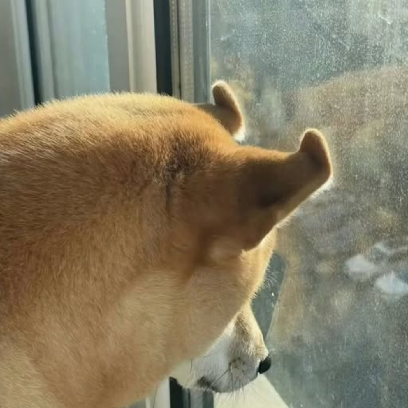 勵志鷹