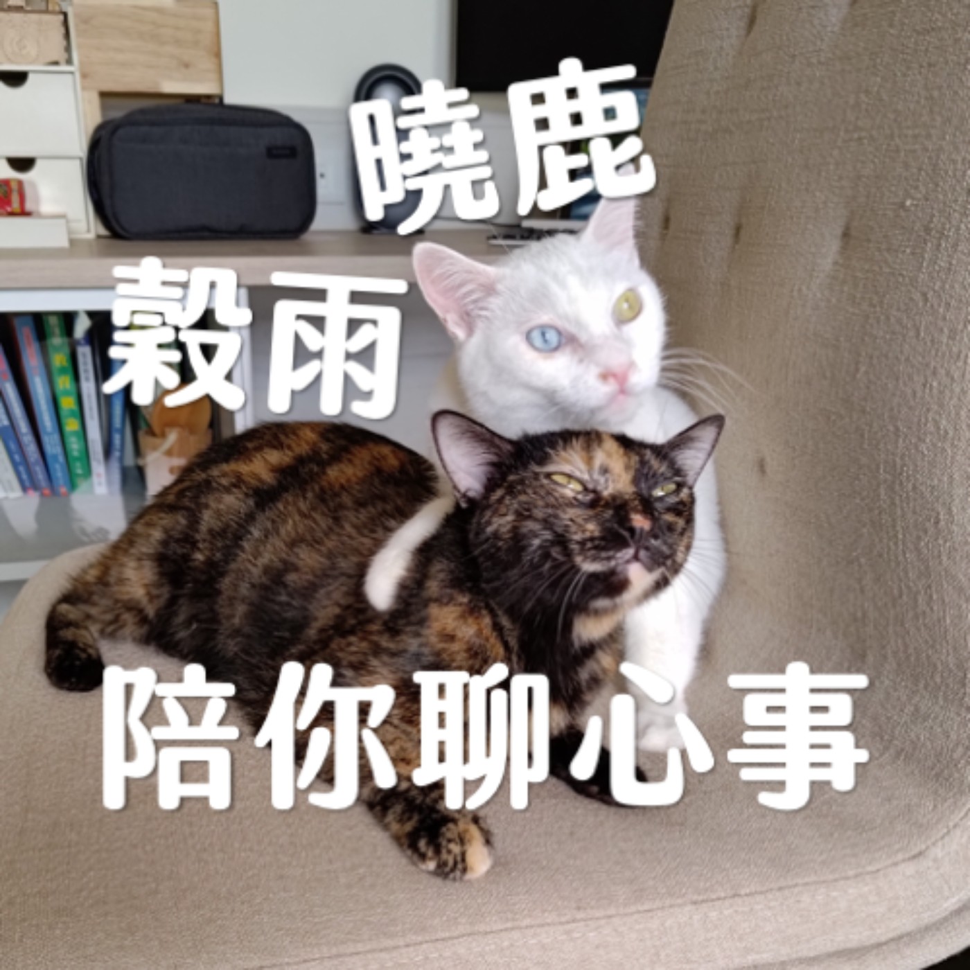 曉鹿穀雨陪你聊心事