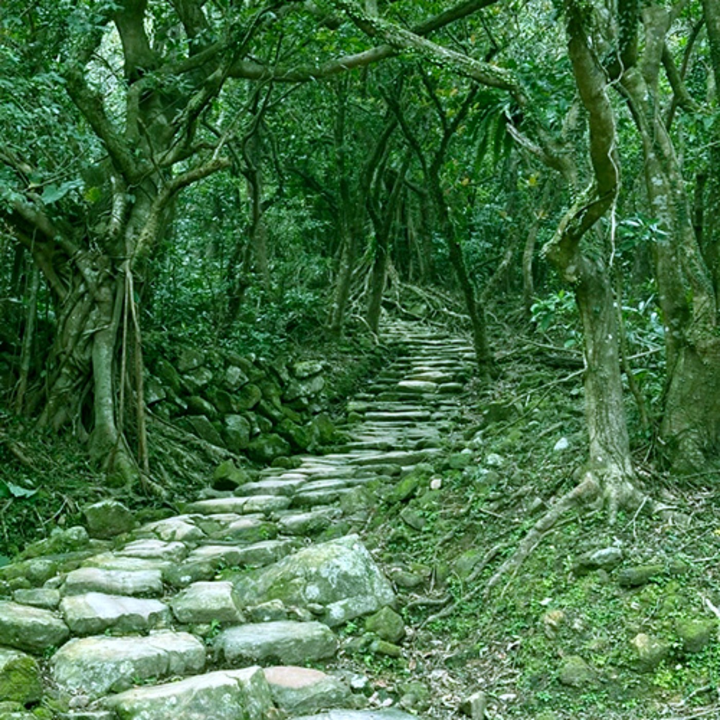 草嶺古道・東面春水細流 episode artwork