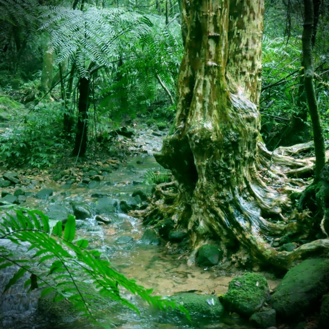 雙溪溝古道・河流與深潭 episode artwork