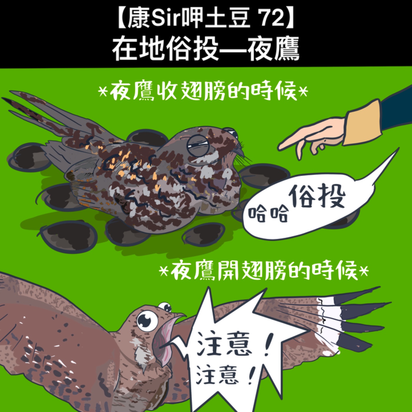 【康Sir呷土豆 72】在地俗頭─夜鷹 episode artwork