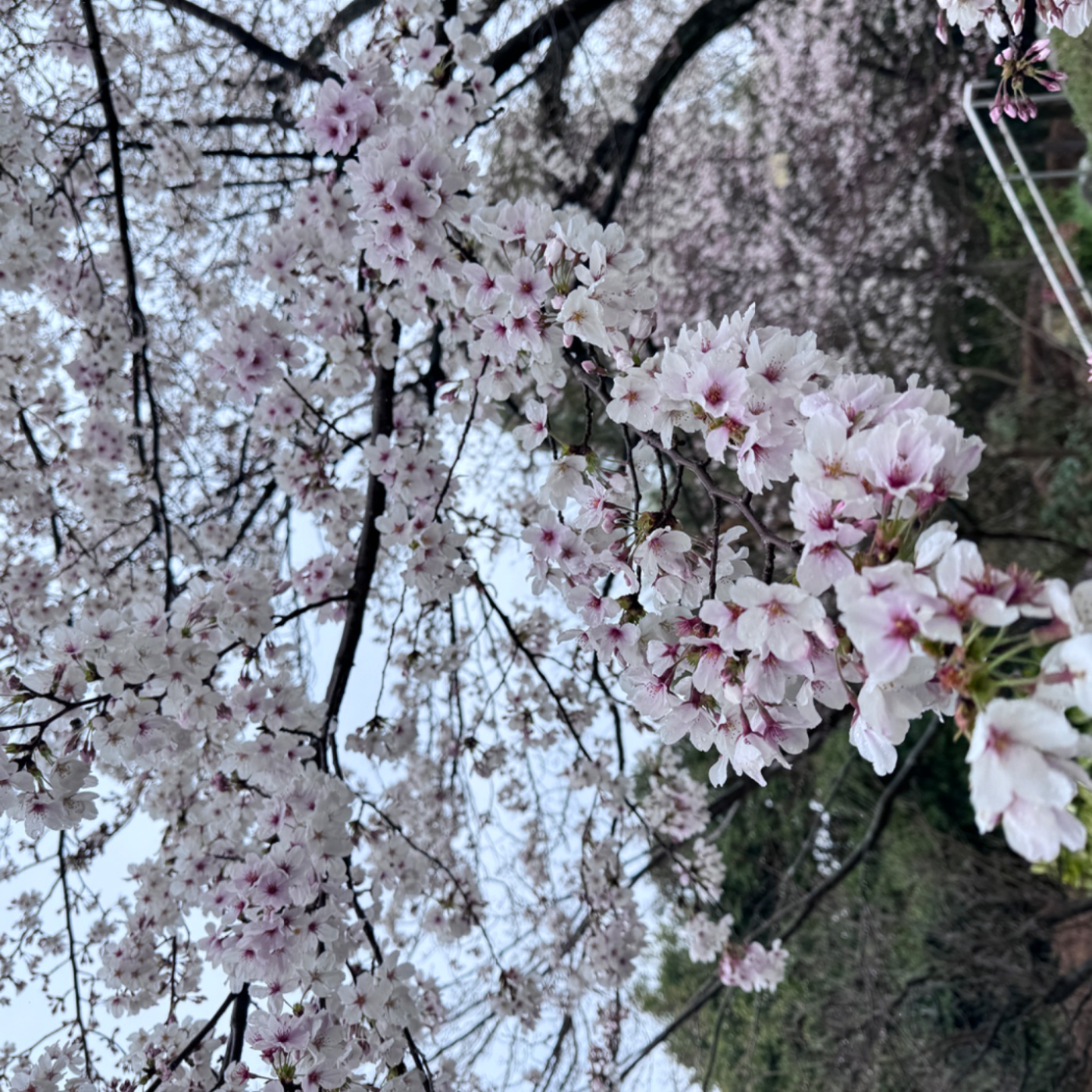 EP13 旅遊系列 與秀玲編劇賞櫻的三月(2024 京都河川的力量與借鏡 ) episode artwork