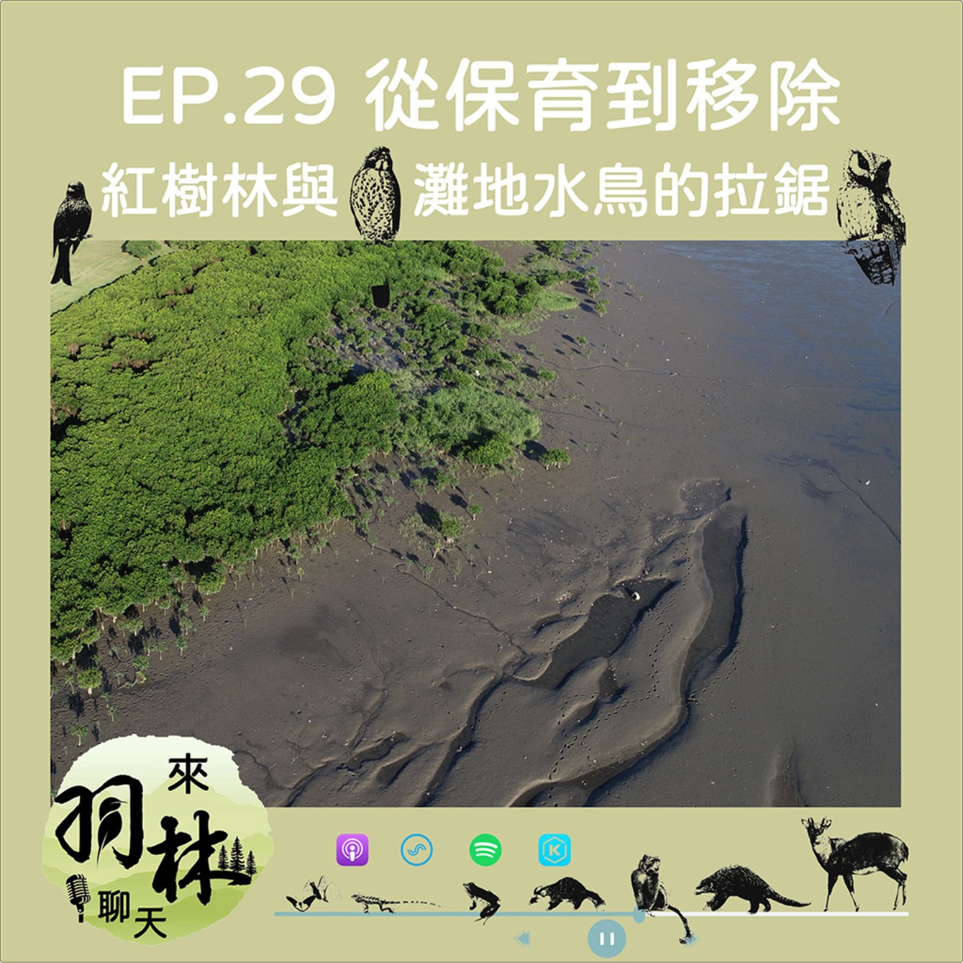 來羽林聊天 EP.29 從保育運動的濫觴到積極移除管理/紅樹林與泥灘地水鳥的拉鋸/老刀講古之關渡自然保留區的故事 episode artwork
