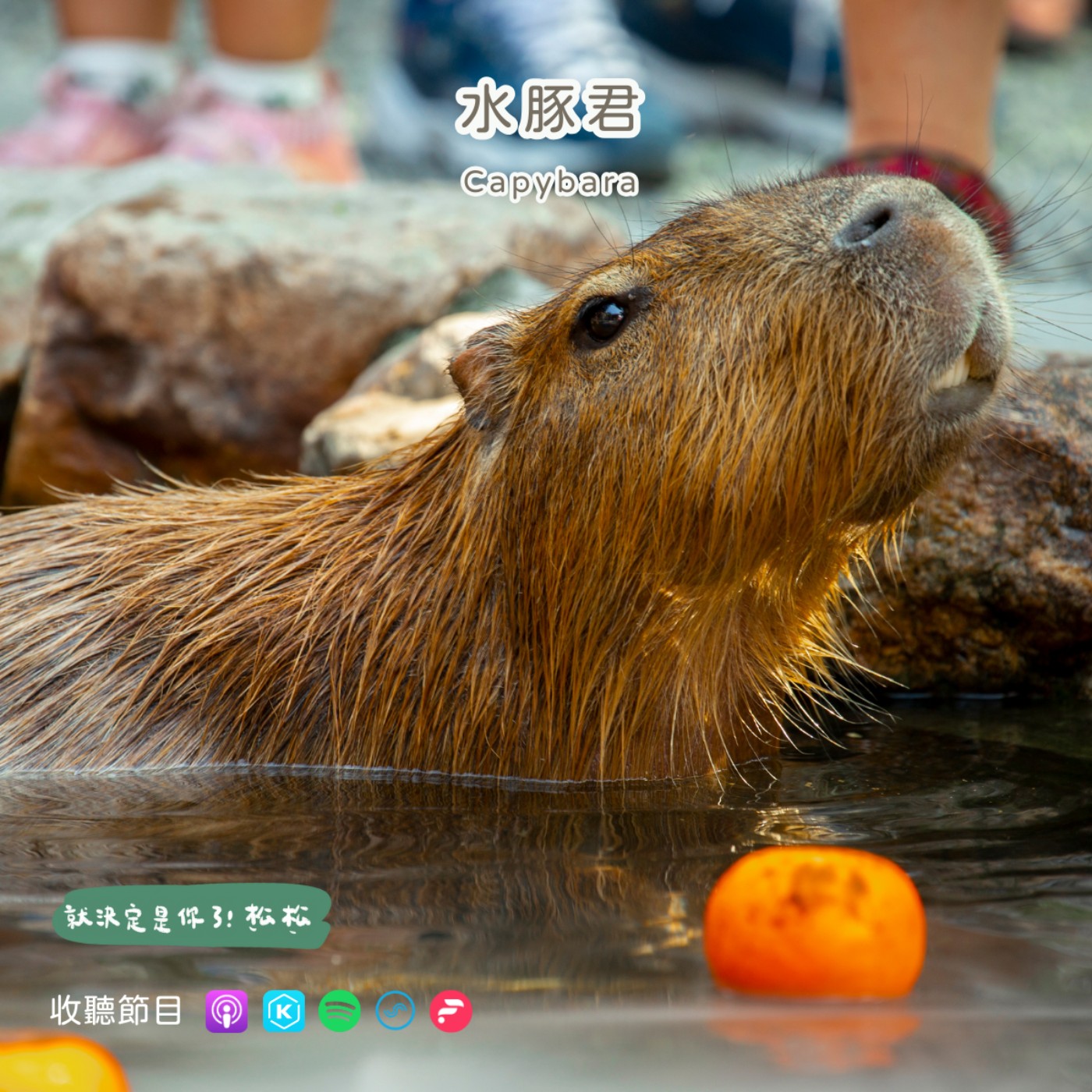 E94 水豚 🍊 泡湯系的動物明星 ♨️ 水豚的奇幻漂流之旅