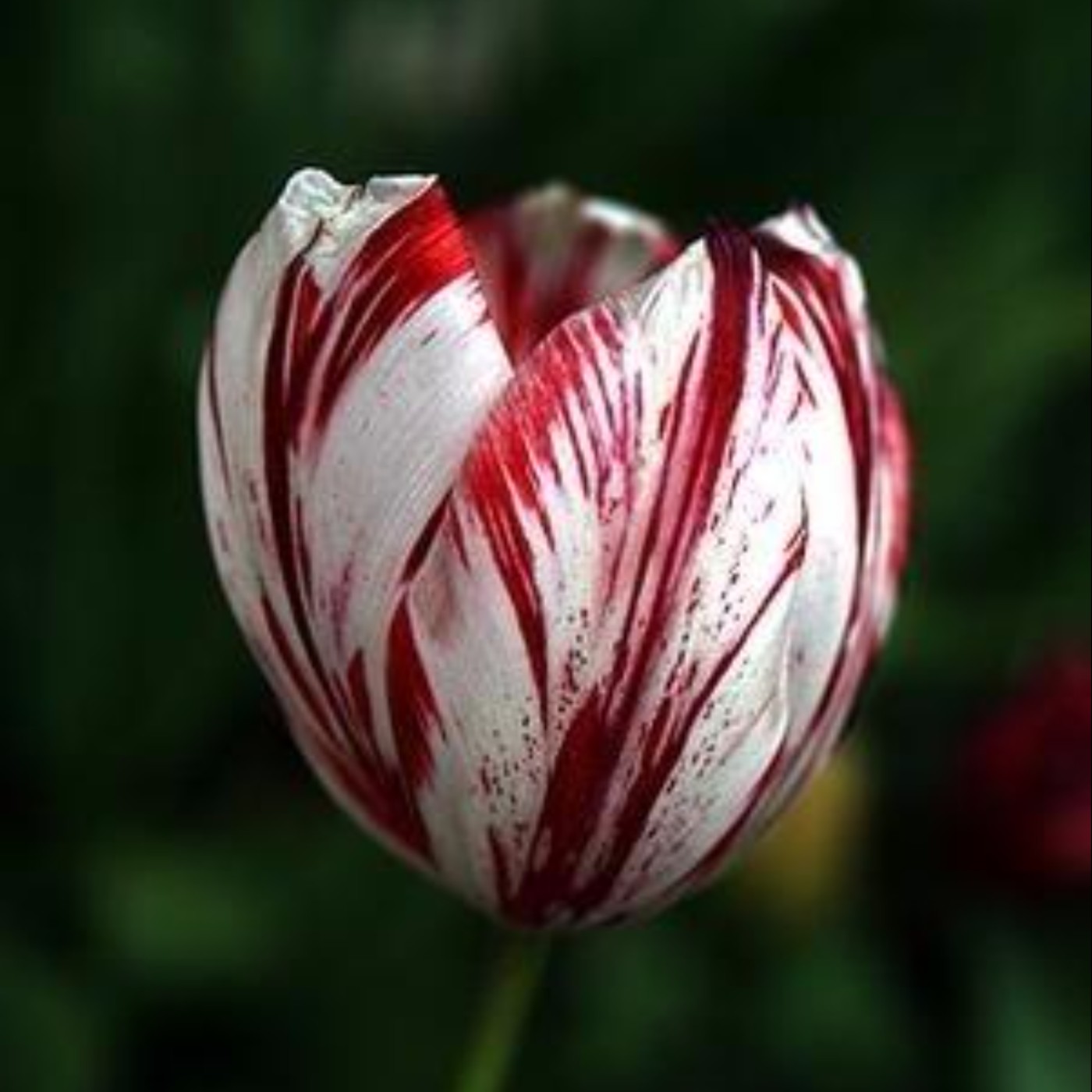 史上最早的經濟泡沫事件-鬱金香狂潮