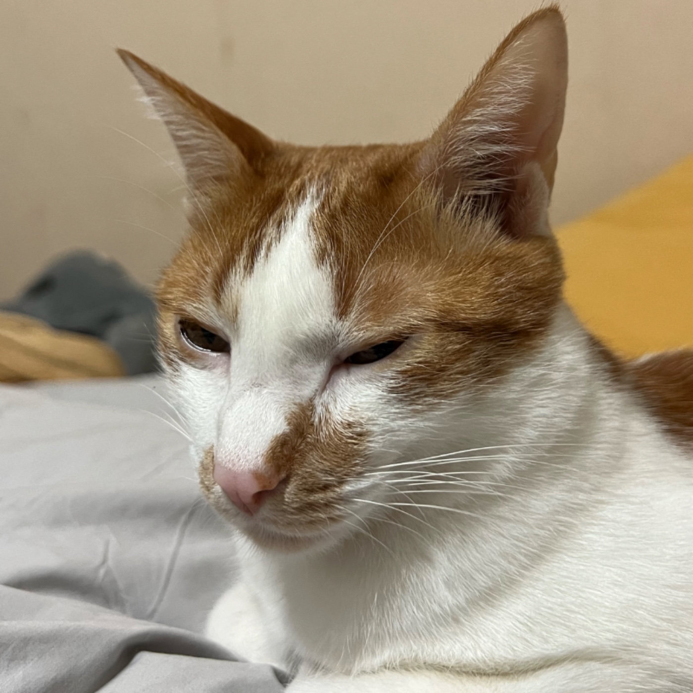 資視-資優班的眼睛 cover art