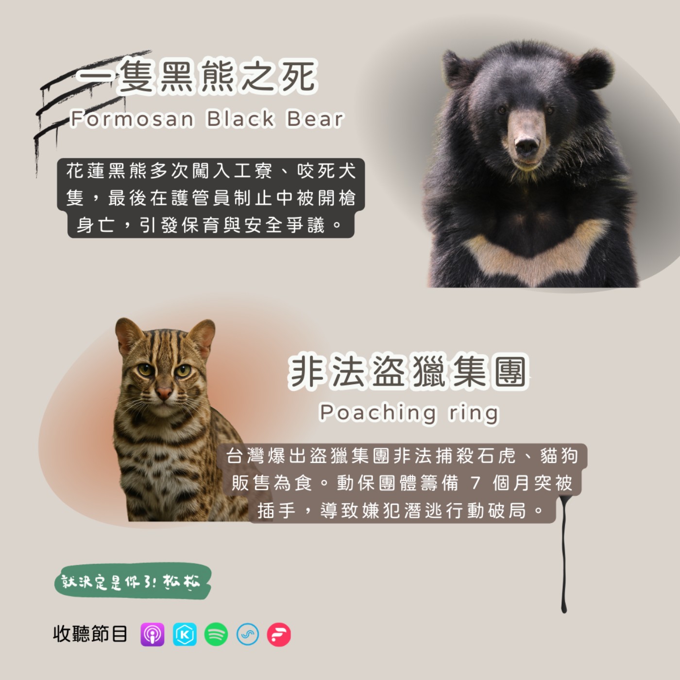 EP96 為何黑熊會被開槍 🐻 石虎貓狗盜獵集團現蹤 ⚠️ 一次看懂近期生態大事件