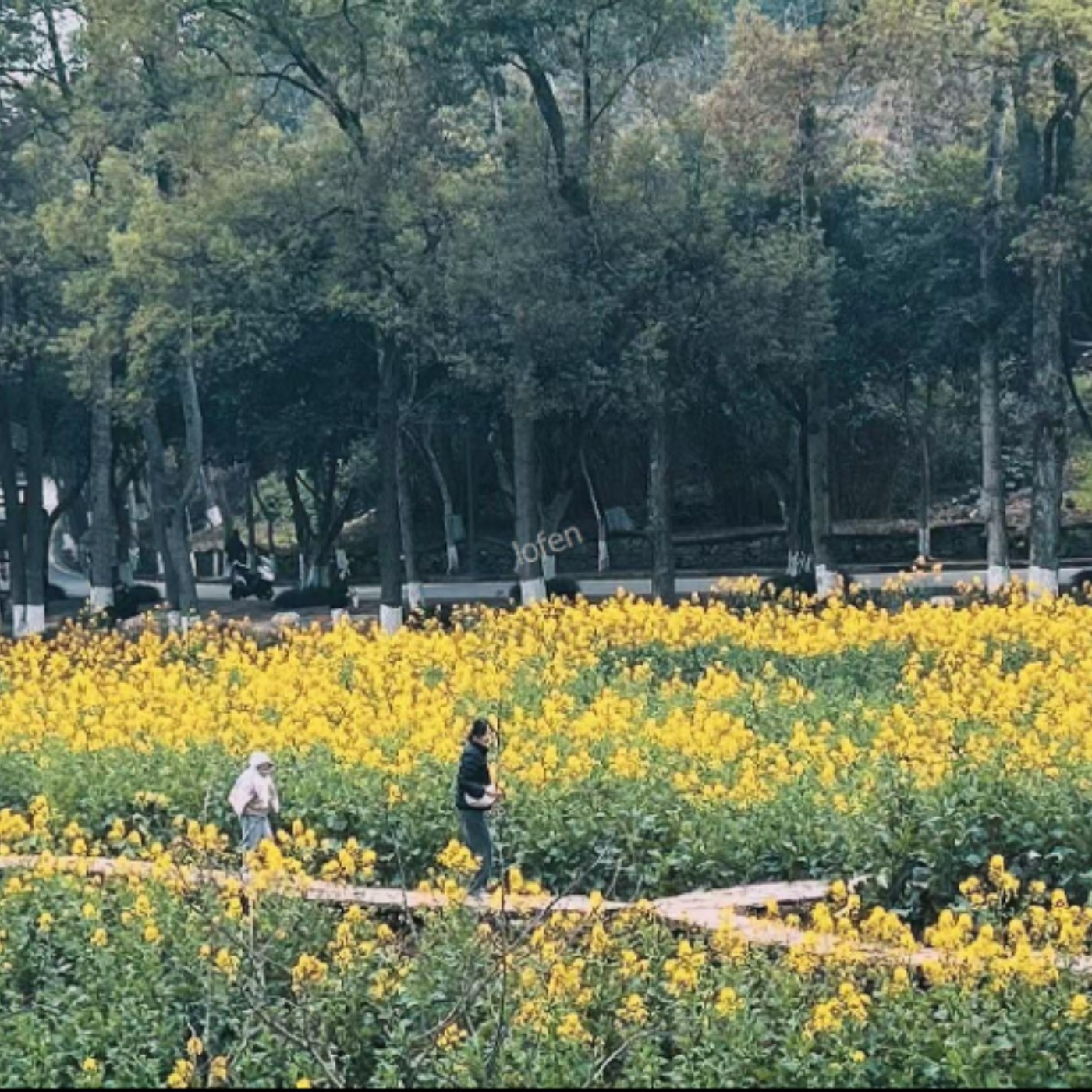 学校的油菜花开了 The rapeseed flowers at school are blooming episode artwork
