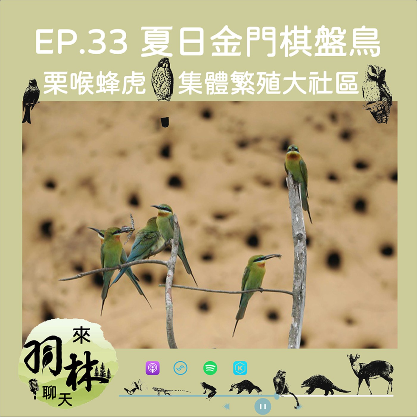 來羽林聊天 EP.33 夏日金門棋盤鳥/栗喉蜂虎集體繁殖大社區/國家公園每年幫栗喉蜂虎「都更」？