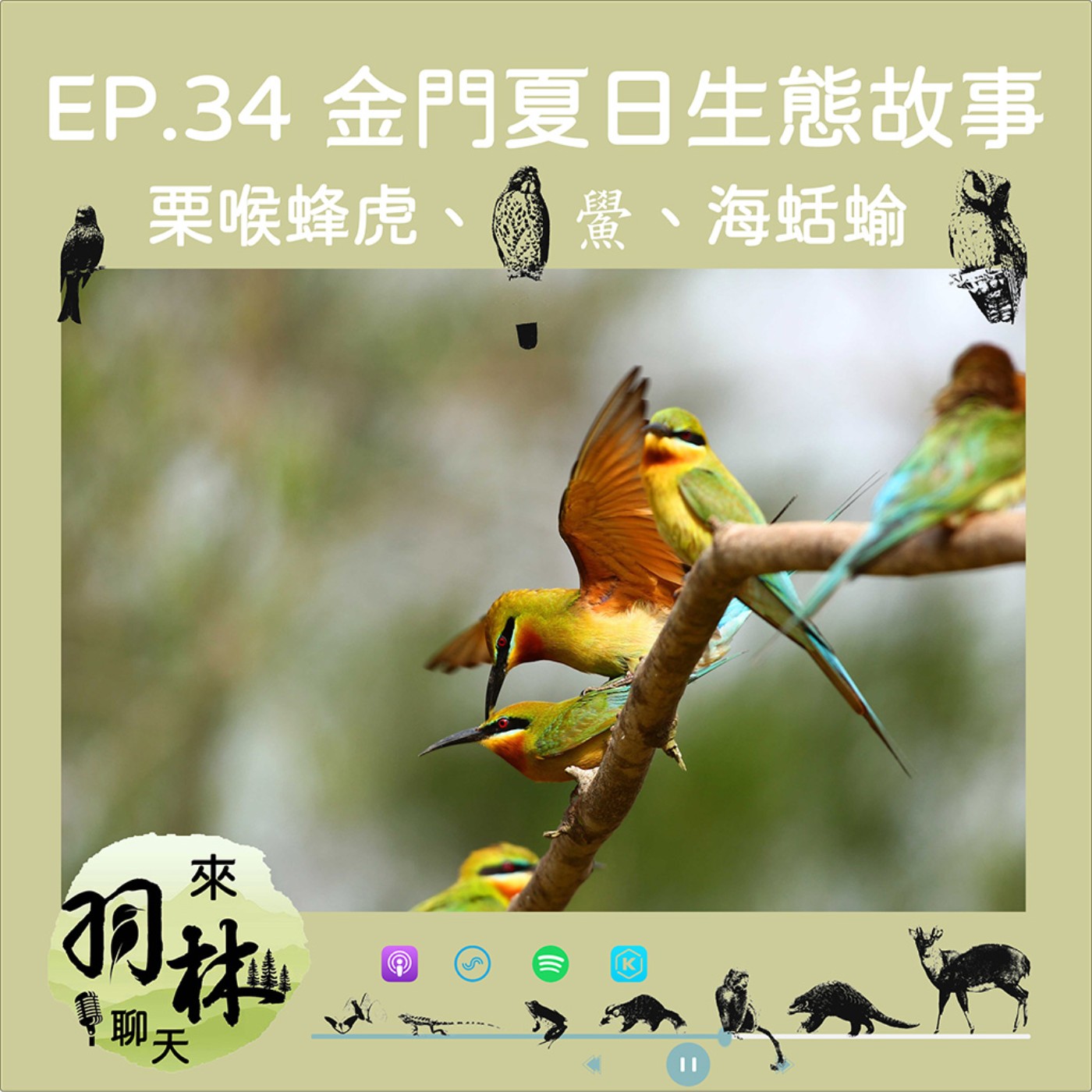 來羽林聊天 EP.34 金門夏日生態故事/偷情的栗喉蜂虎/海邊的活化石—鱟/潮間帶海蛞蝓