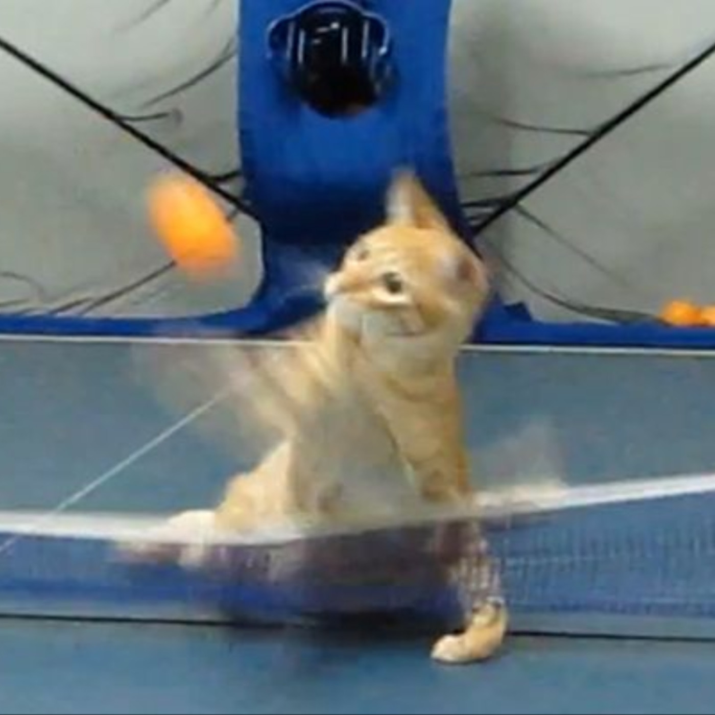 勵志鷹