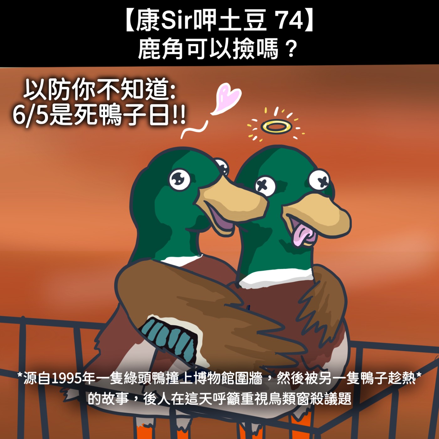 【康Sir呷土豆 74】鹿角可以撿嗎?