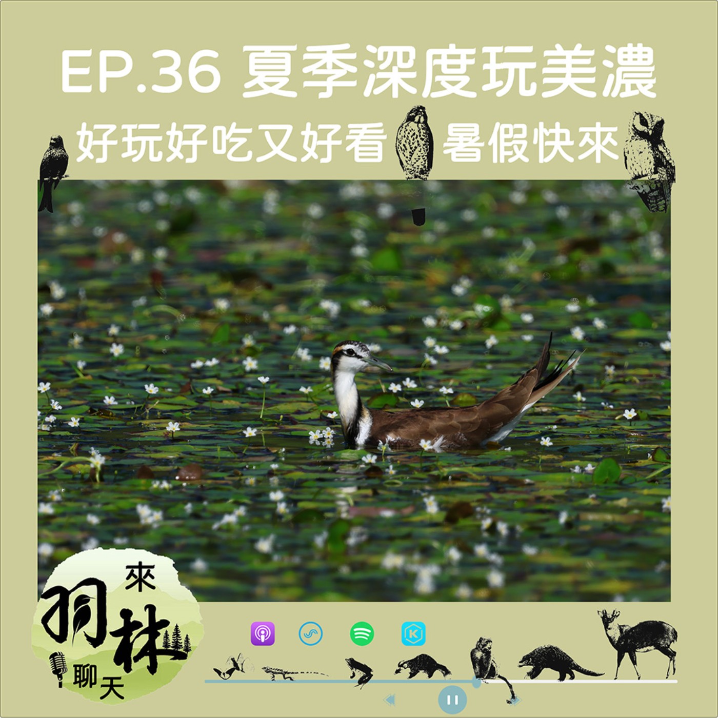 來羽林聊天 EP.36 夏季玩美濃湖/水雉生態、野蓮產業與客家文化深度旅行 ft. 陳柏豪 高雄市野鳥學會棲地部主任 episode artwork