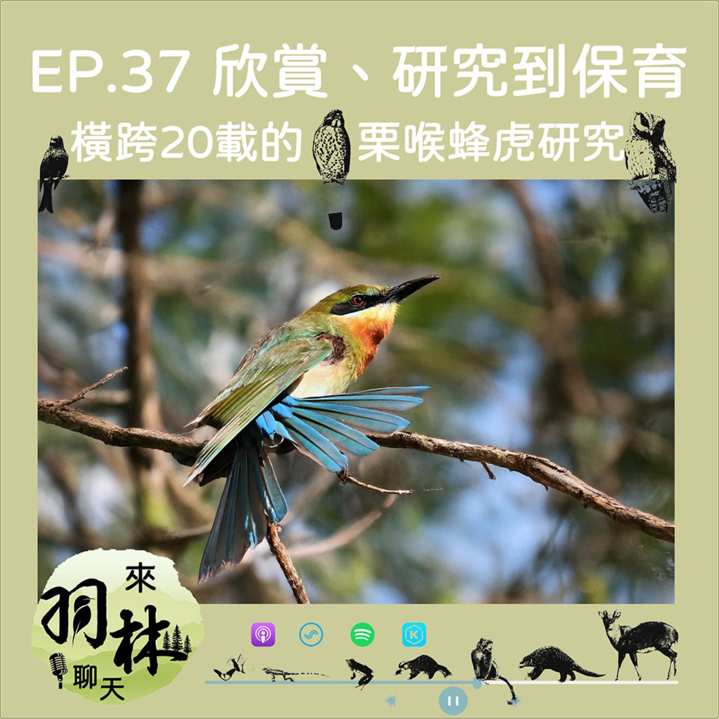 來羽林聊天 EP.37 橫跨20多年的栗喉蜂虎生態研究/合作生殖?托卵寄生?貴圈真亂!XD ft. 張瀚柏 台大森林所博士生 episode artwork