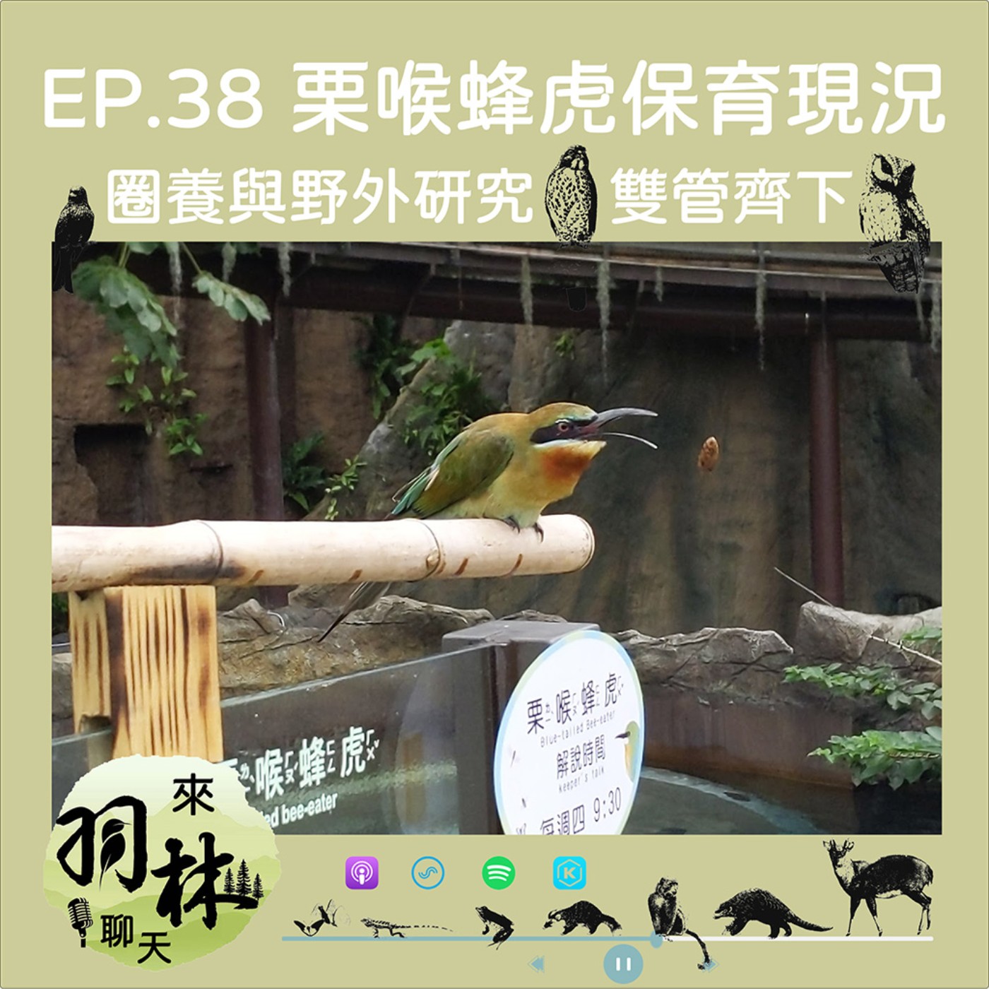 來羽林聊天 EP.38 臺北動物園栗喉蜂虎養成故事/什麼!蜂虎也有BL情節? ft. 張瀚柏 台大森林所博士生 episode artwork