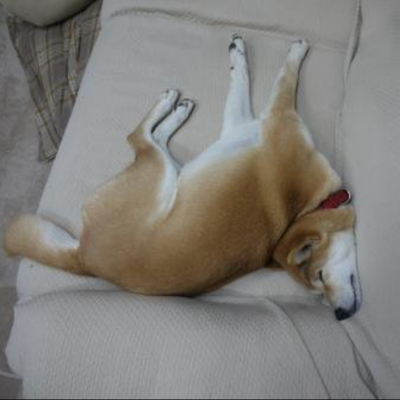 勵志鷹