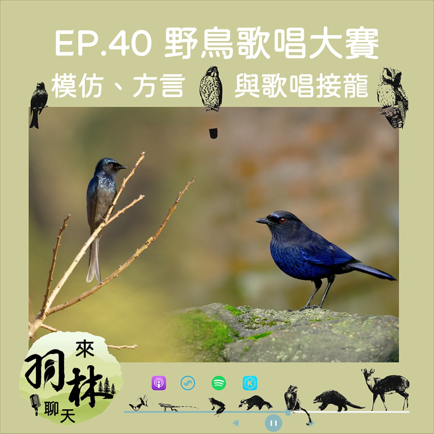 來羽林聊天 EP.40 野鳥歌唱大賽/小卷尾是鳥鳴模仿高手/鳥類也有方言/紫嘯鶇愛玩歌曲接龍? ft. 呂翊維 中華鳥會秘書長 episode artwork