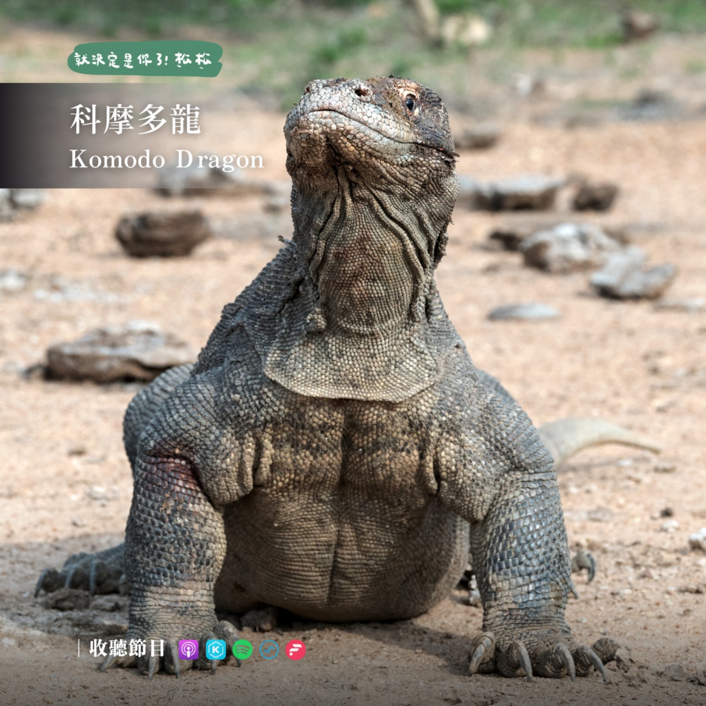 EP104 科莫多龍 🦖 解密世界最大的蜥蜴❗龐大身軀、憨呆表情，以及牠的一系列超能力