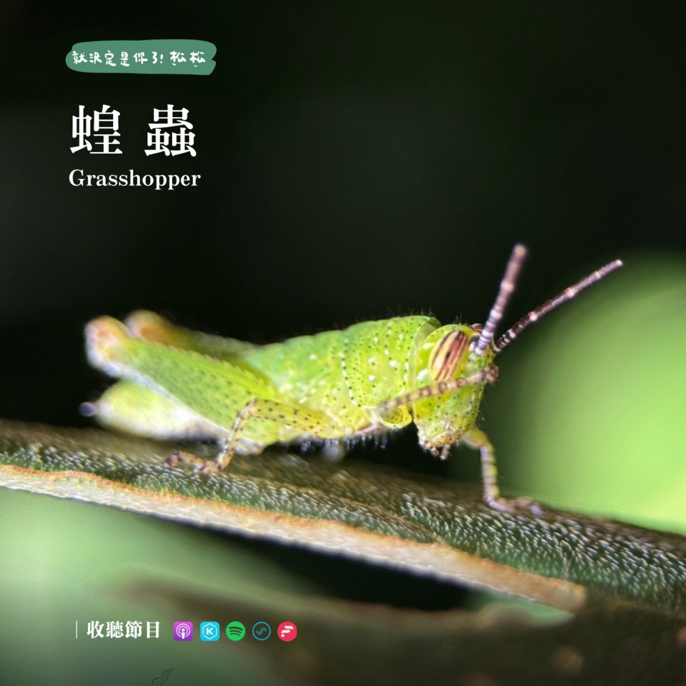 EP105 蝗蟲 🦗 昆蟲界的帝「皇」聞風喪膽的蝗災💥 解密蝗蟲大發生‼️