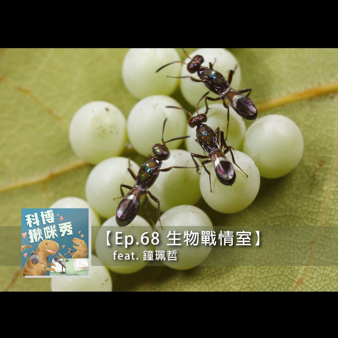 EP.68 生物戰情室 feat. 鐘珮哲 aka 種出又大又甜沒農藥草莓的生防中心主任