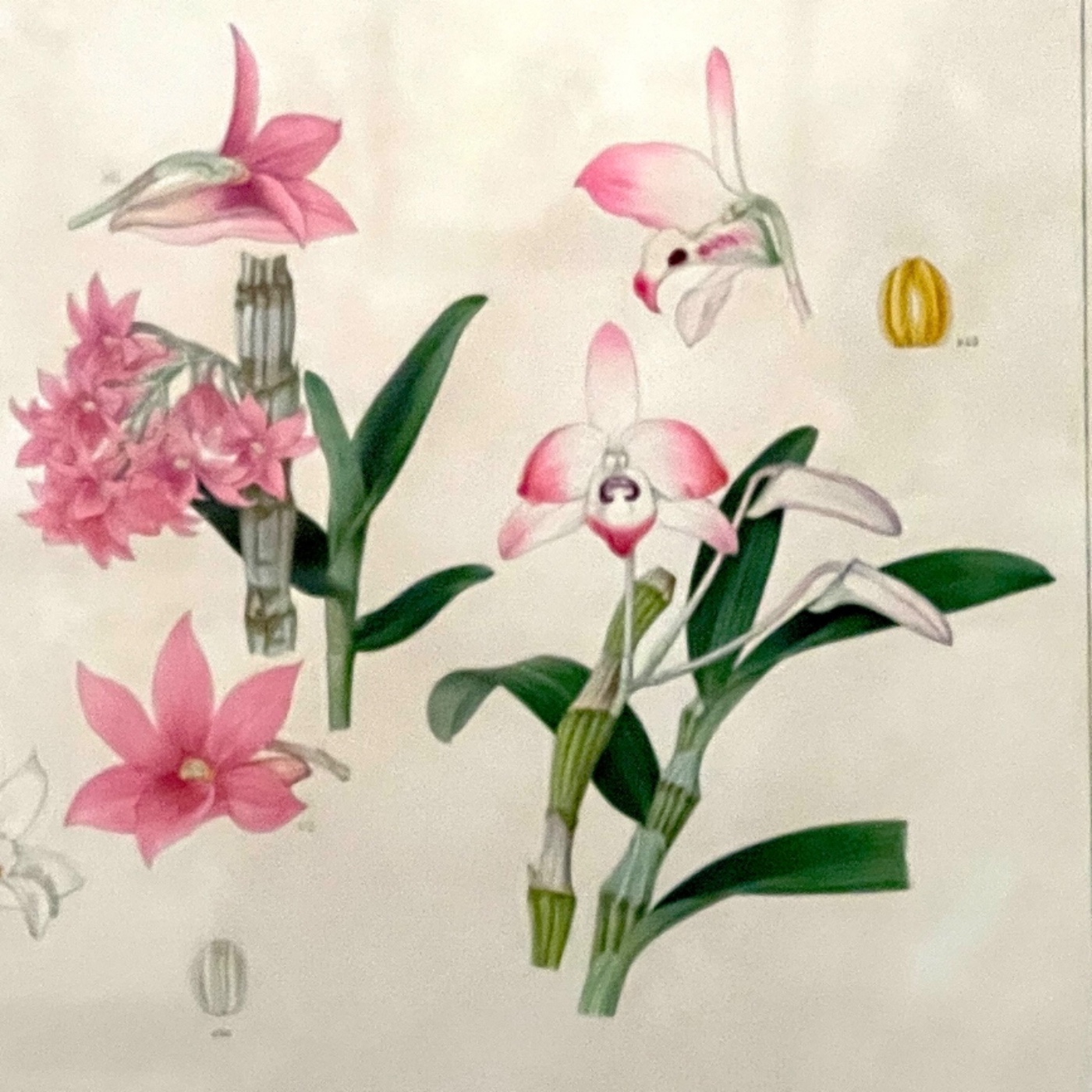 EP212 目眩神迷台灣蝴蝶蘭(上)/ 臺灣蘭花百姿(上)  episode artwork