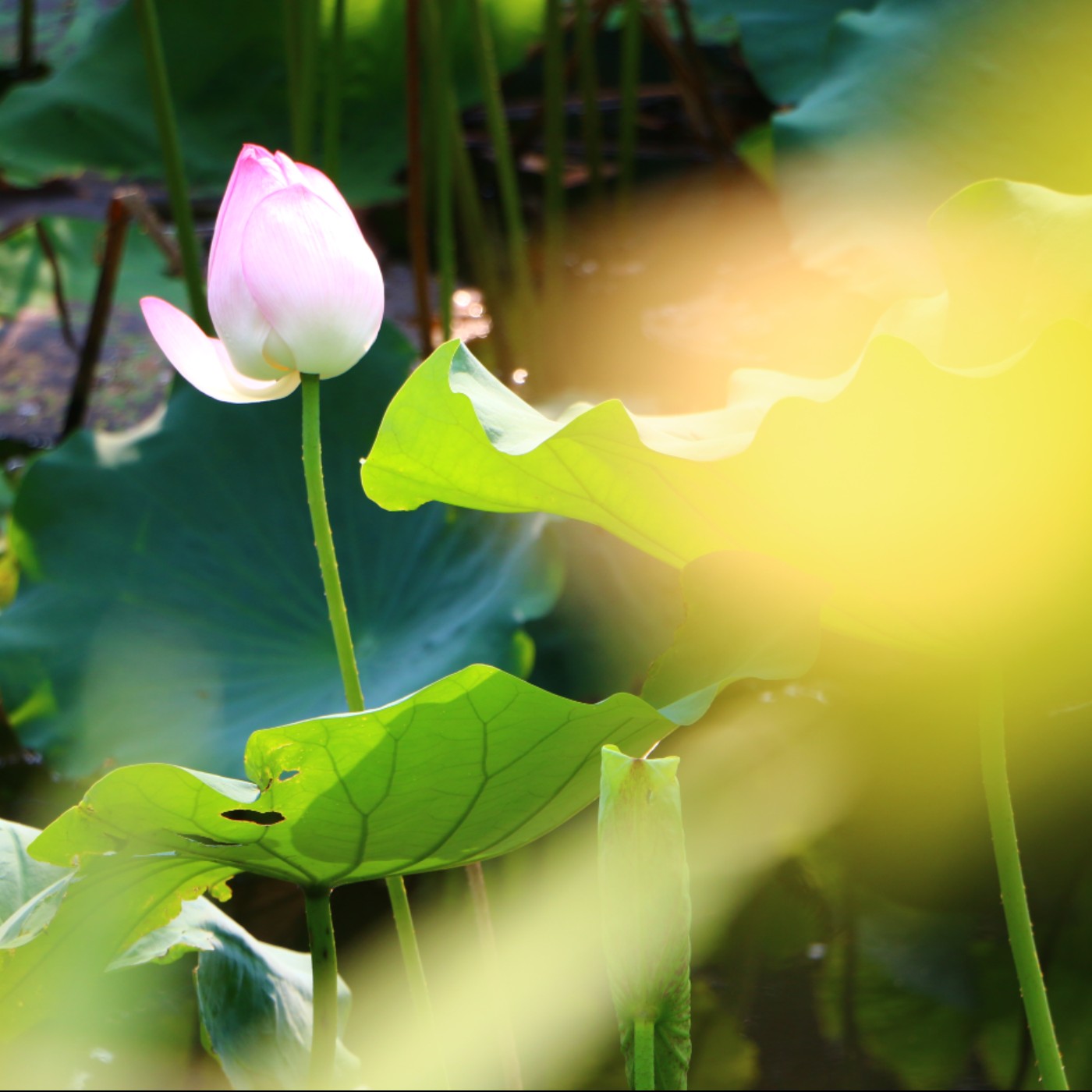 心之行旅 Go with Your Heart